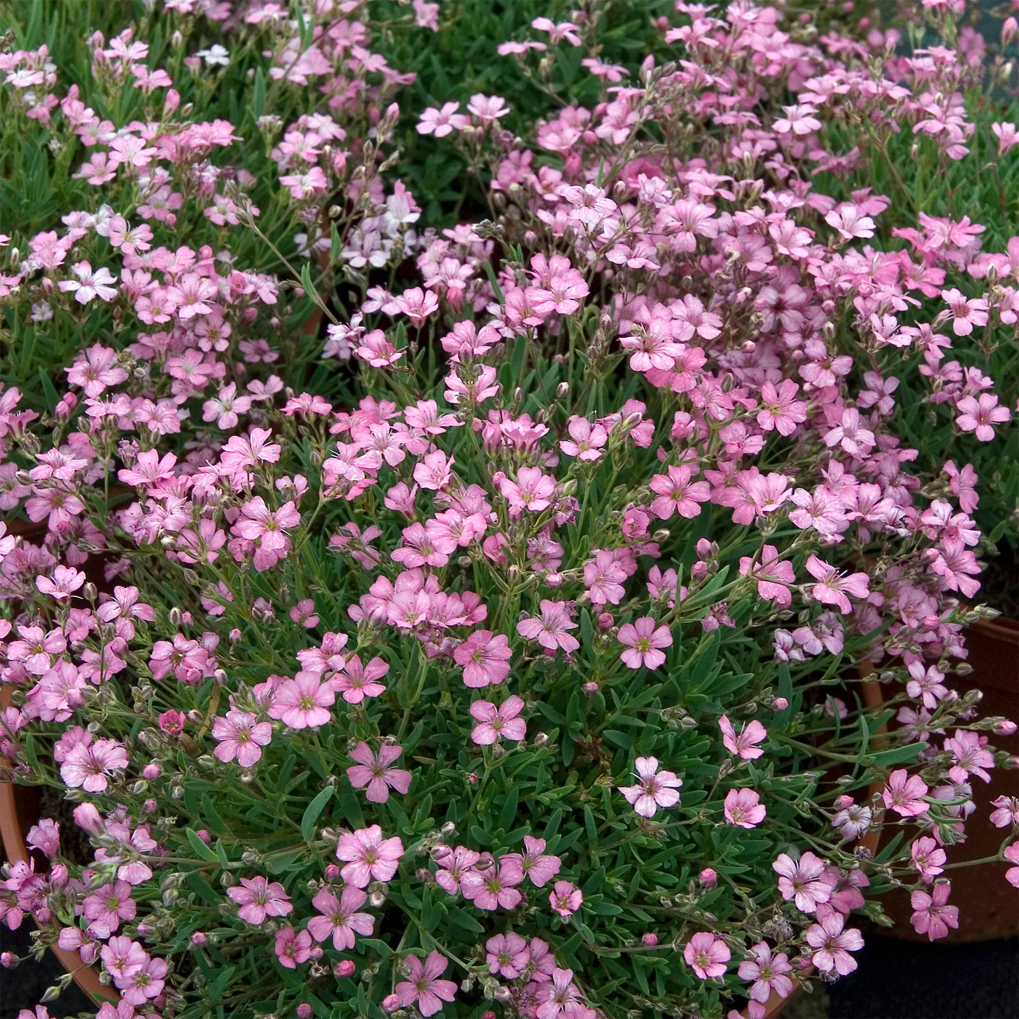 Gypsophile rampant Rosea - Image 6