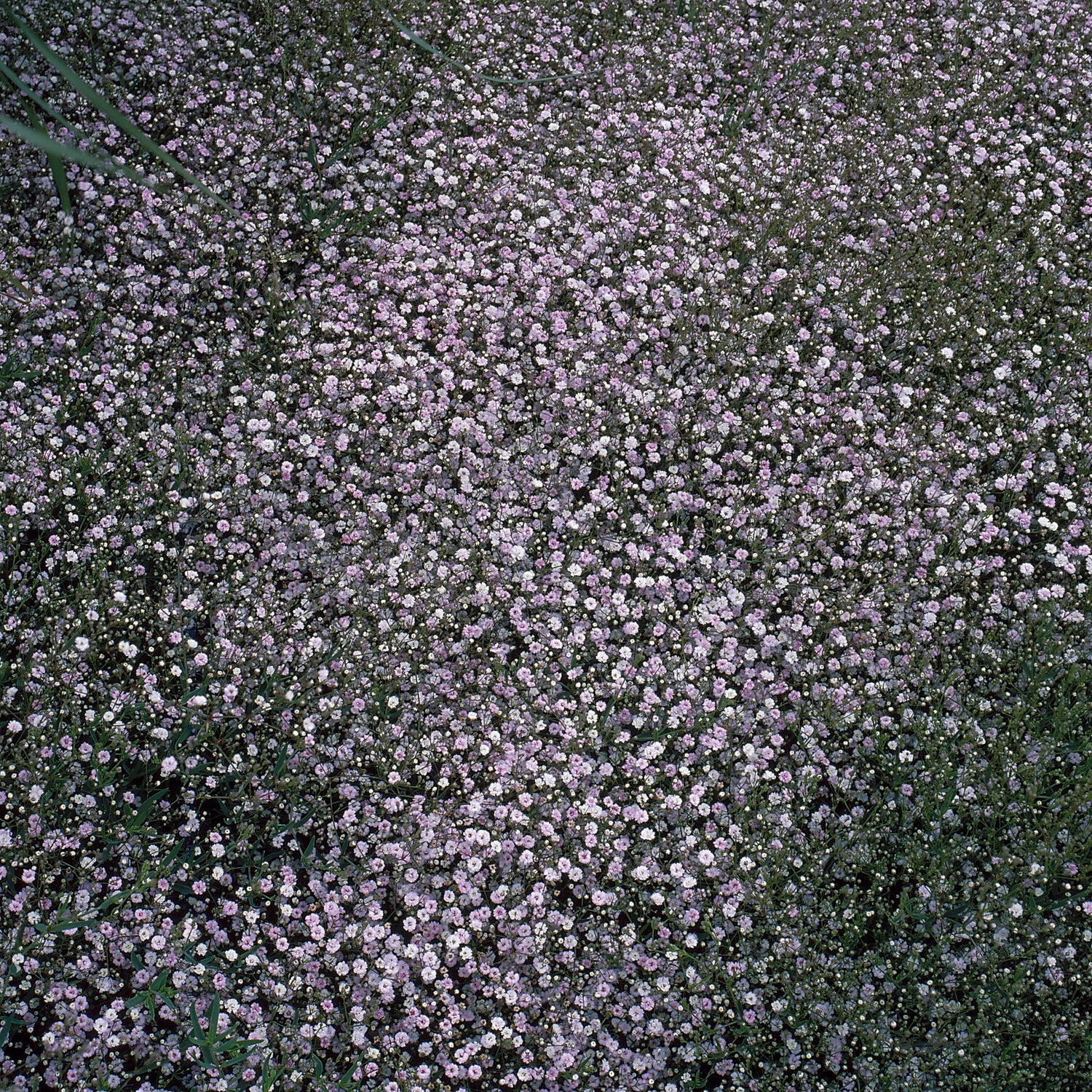 Gypsophile Rosenschleier - Image 2