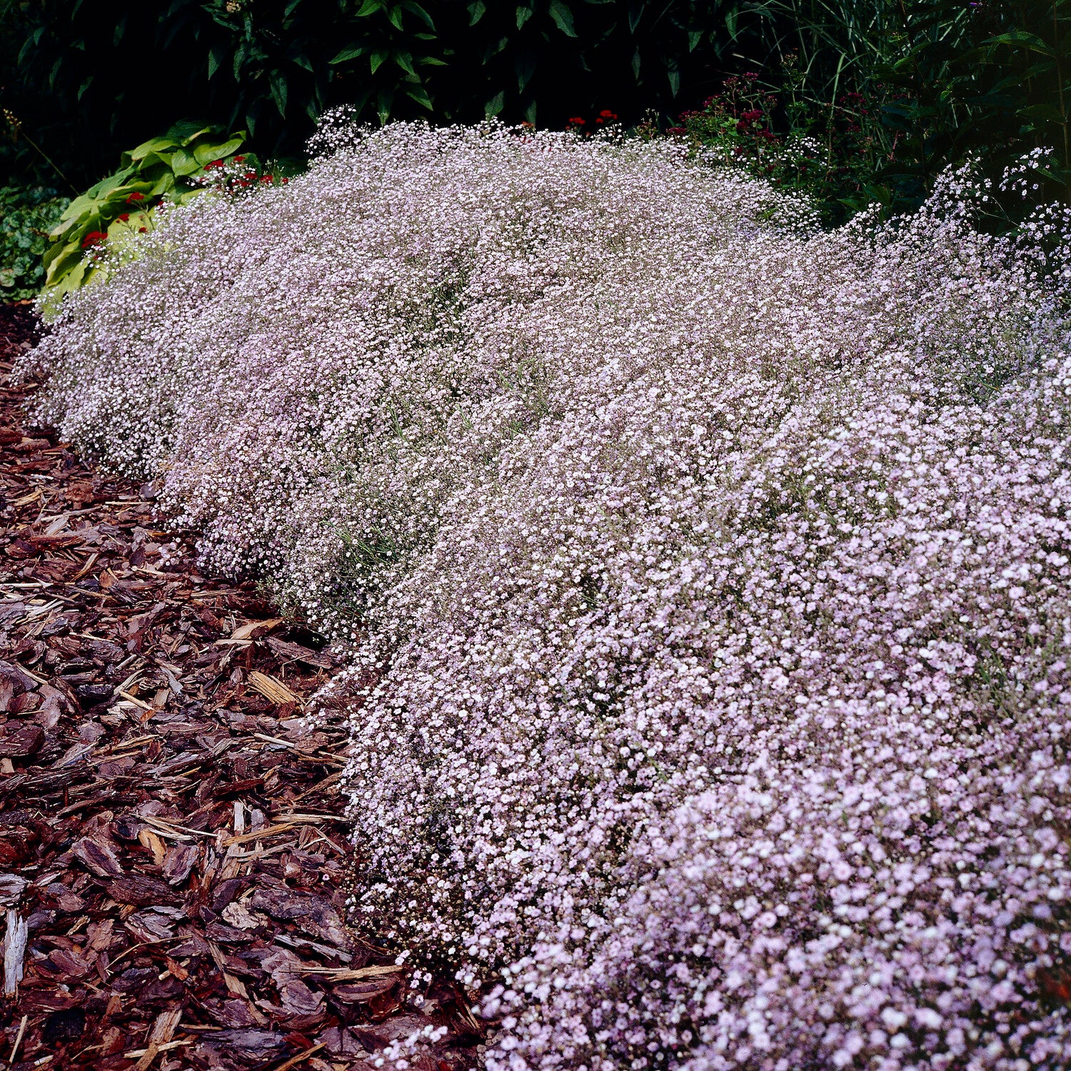 Gypsophile Rosenschleier - Image 3