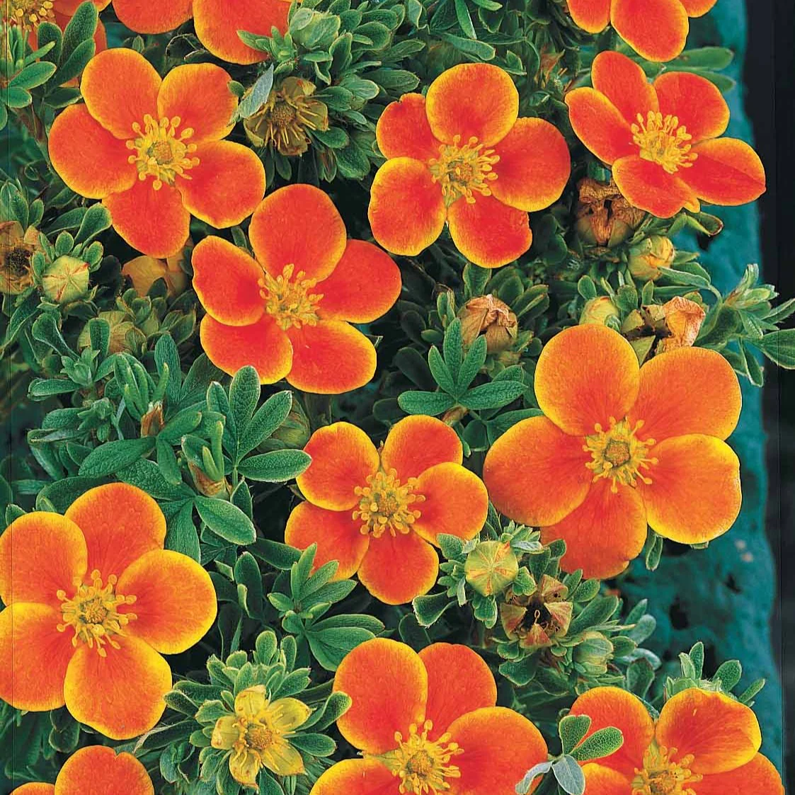Haie de 3 Potentilles : orange, jaune, blanche - Image 2