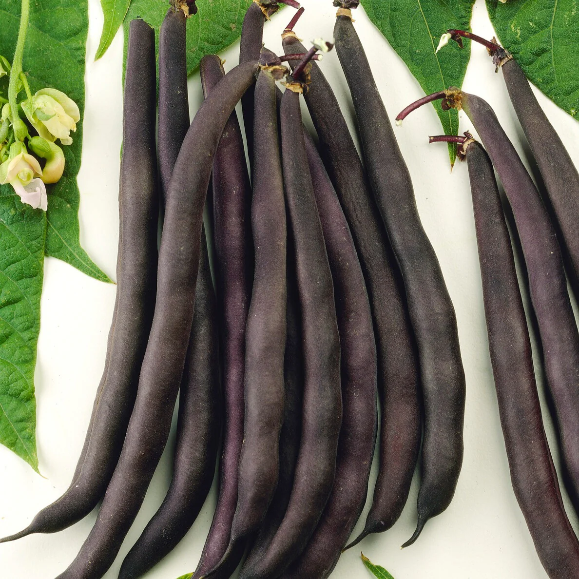 Haricot mangetout Purple Queen - Image 3