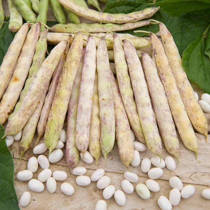Haricot nain à écosser Cocagne