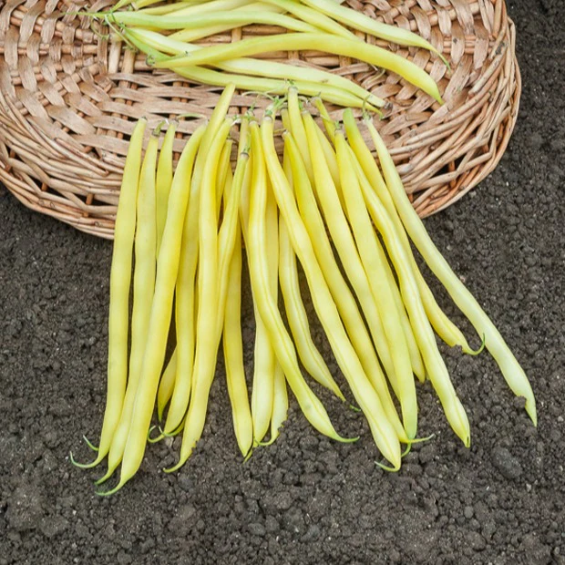 Haricot nain beurre De Rocquencourt (200 g)