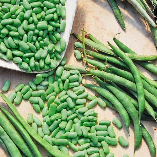 Haricot nain Flageolet Chevrier vert Flagrano