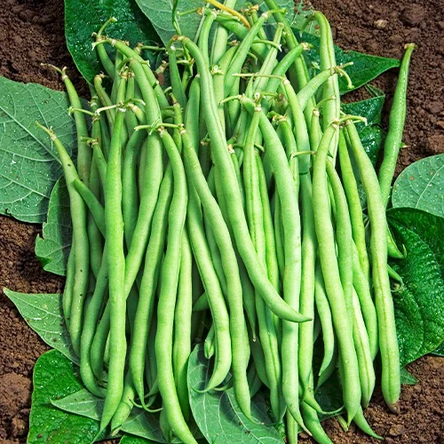 Haricot nain mangetout Braimar (Obt. Brivain) 200g