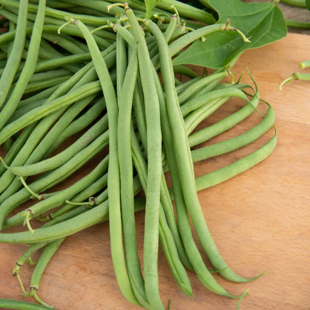 Haricot nain mangetout Braimar (Obt. Brivain) 200g - Image 3
