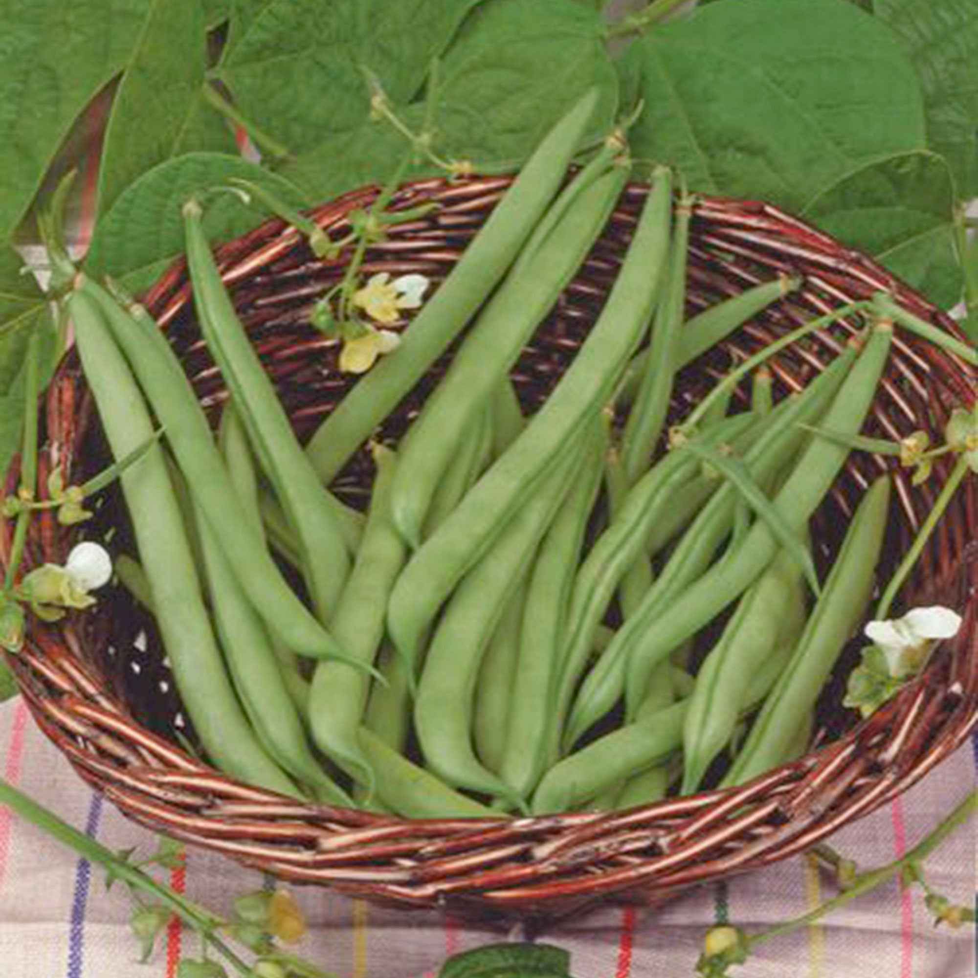 Haricot nain mangetout Prélude