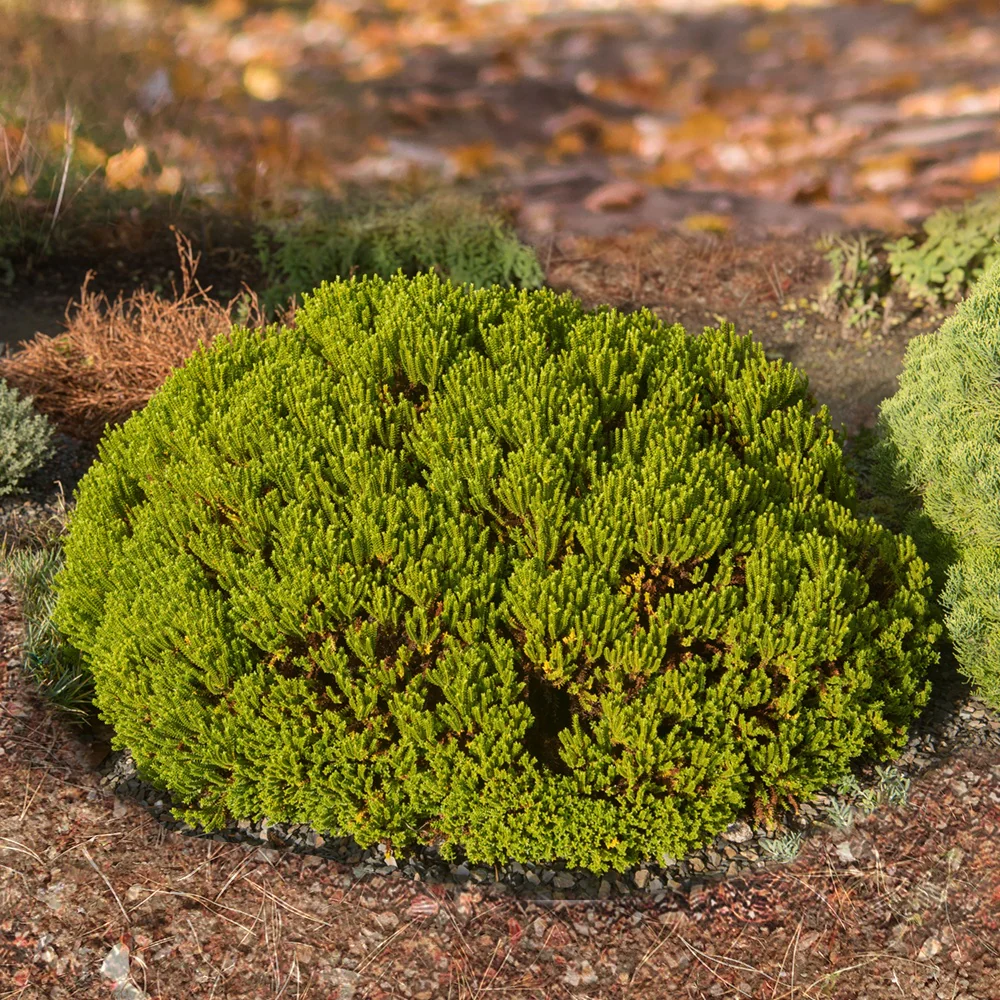 Hebe Emerald Green - Image 3