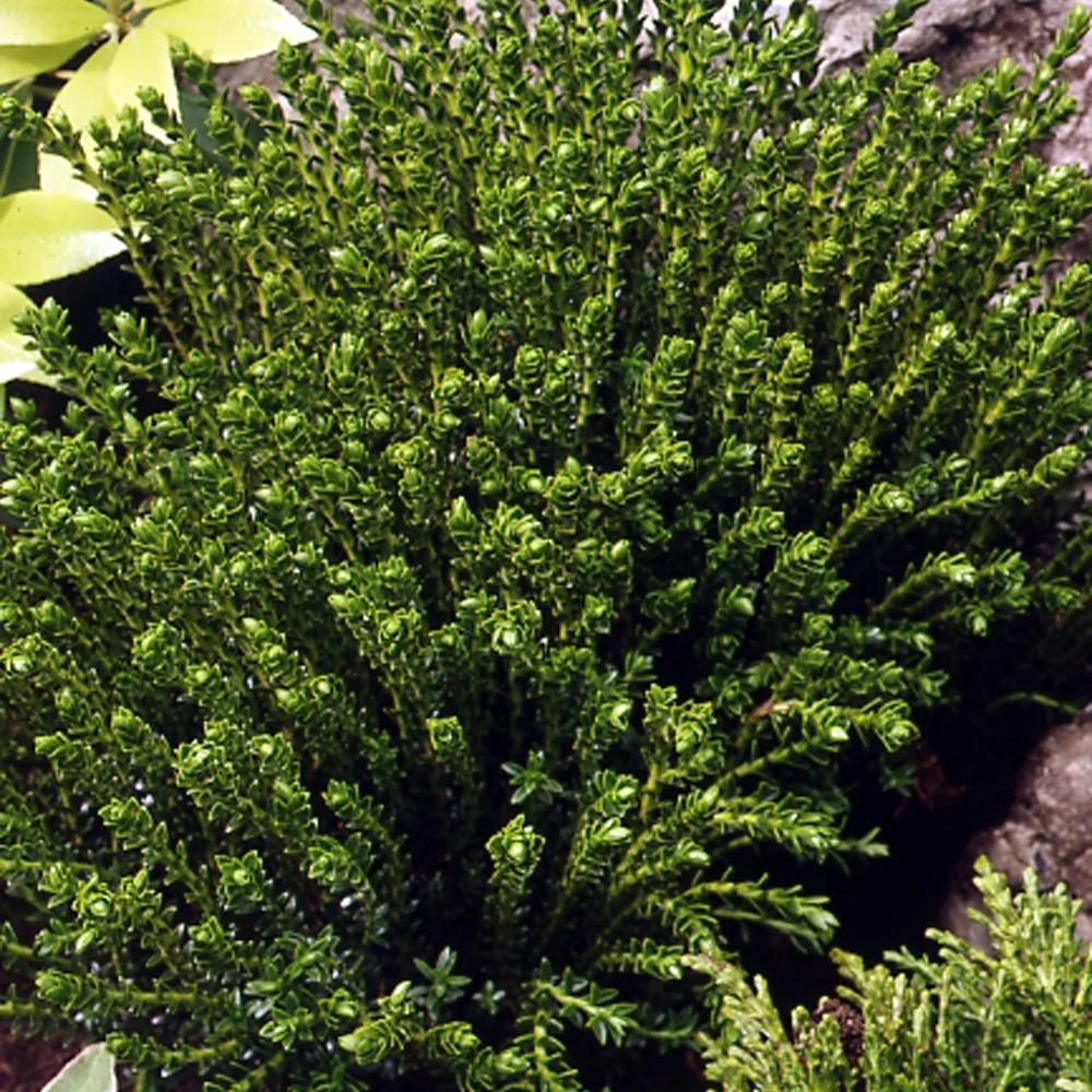 Hebe Emerald Green - Image 4