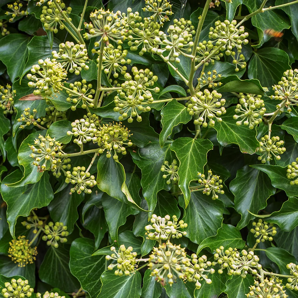 Hedera helix Arborescens - Lierre arbustif - Image 2
