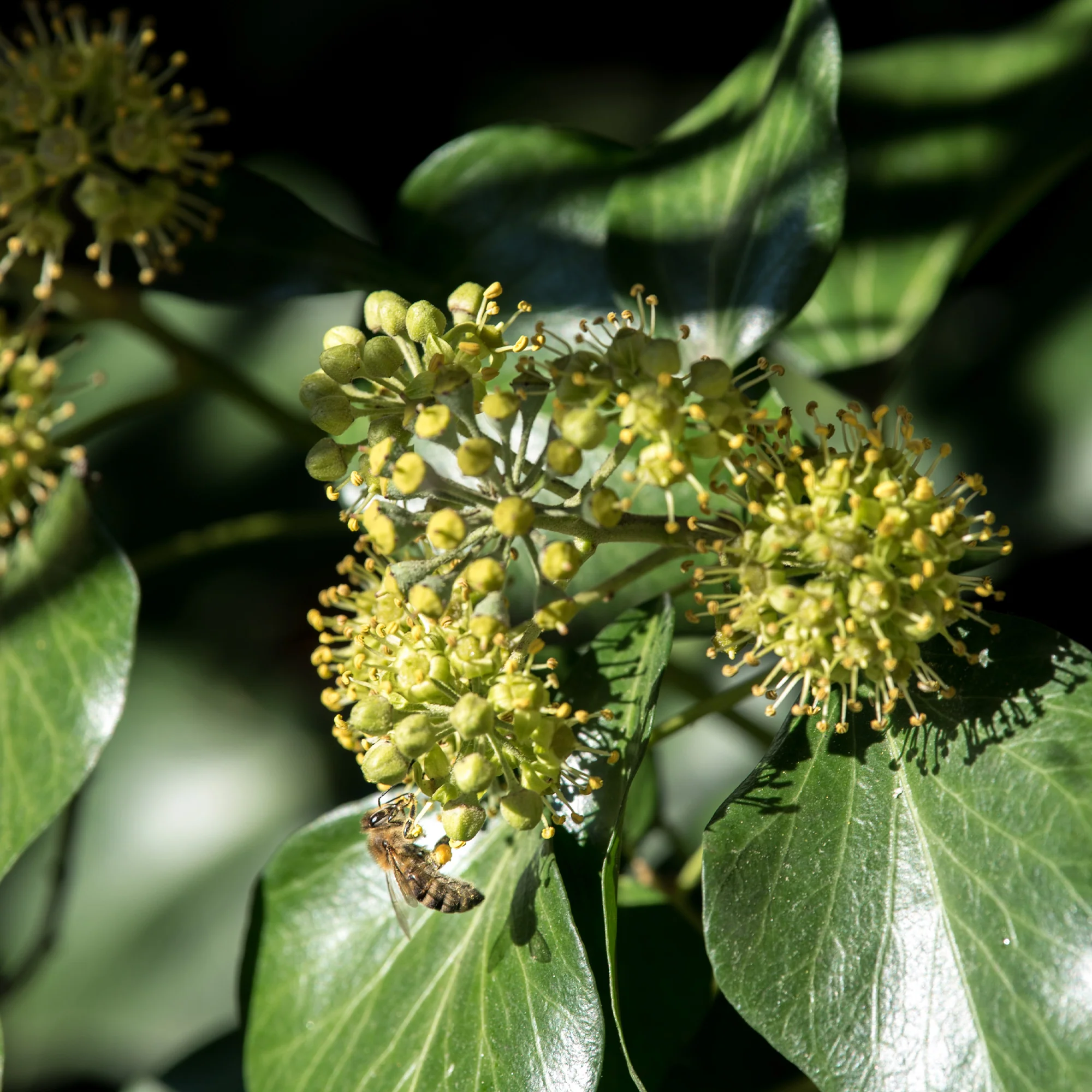 Hedera helix Arborescens - Lierre arbustif - Image 3