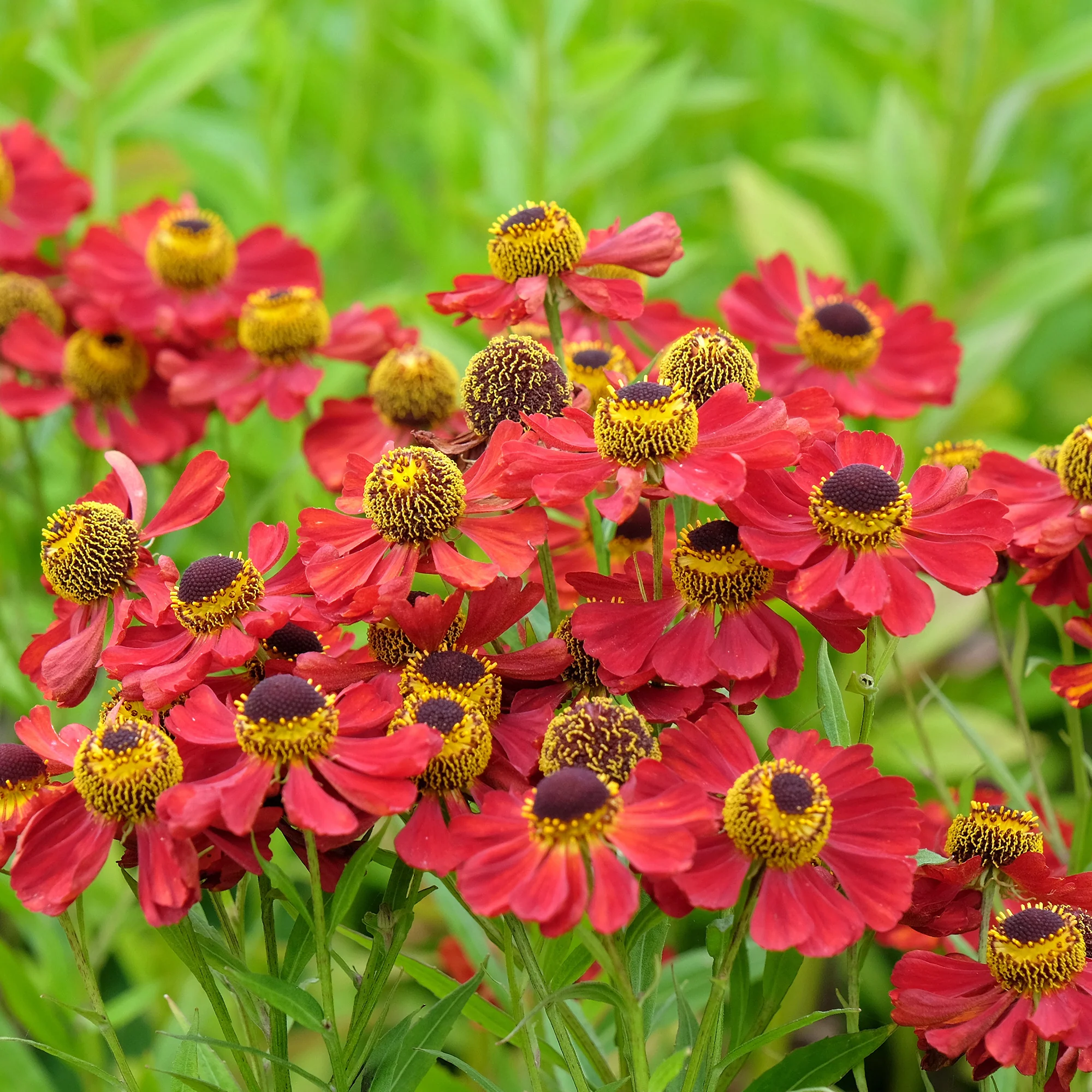 Hélénie Red Jewel