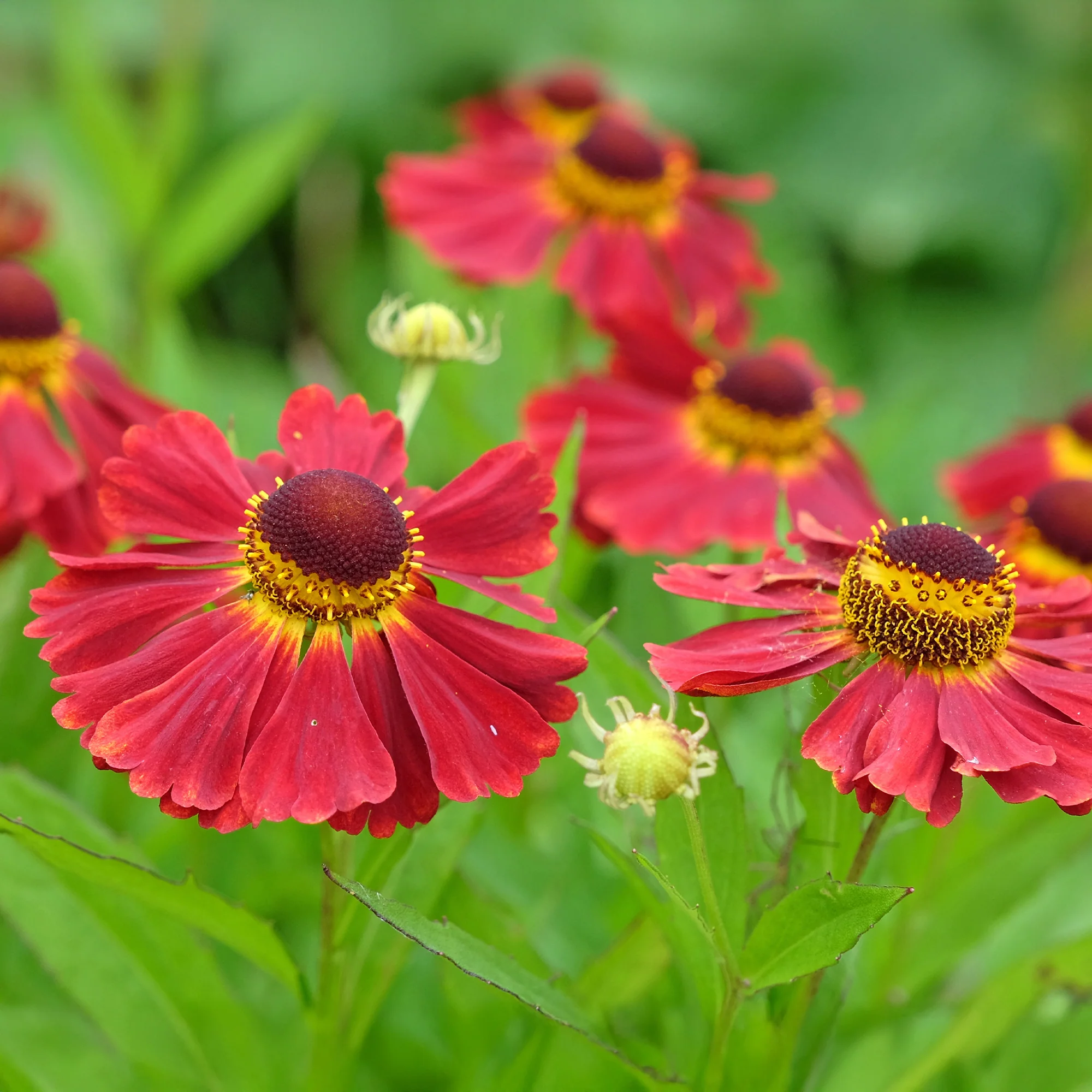 Hélénie Red Jewel - Image 2