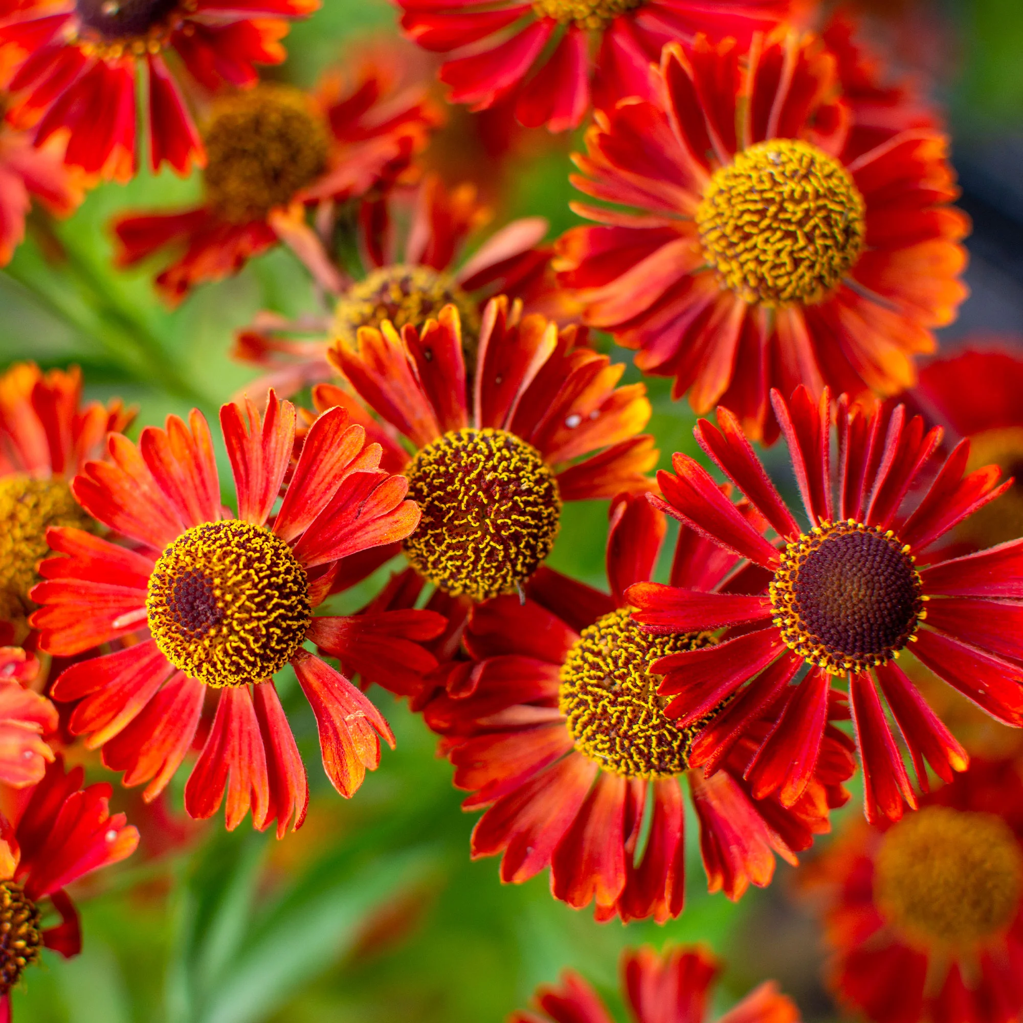 Hélénie Rubinzwerg - Image 2