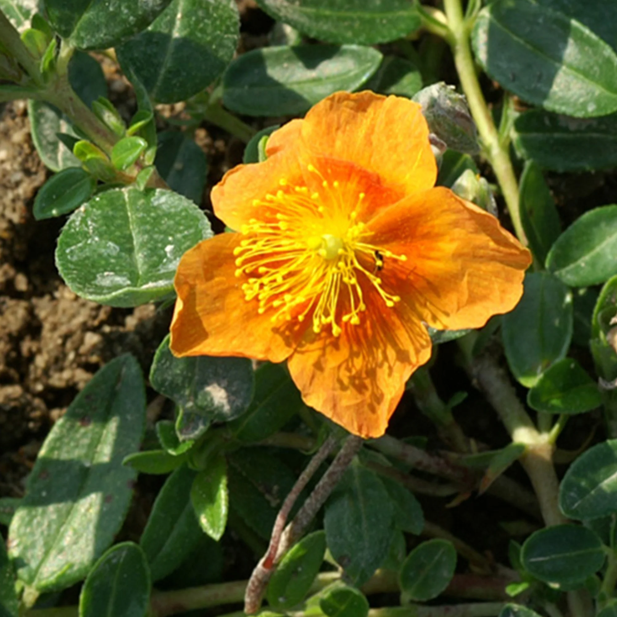 Hélianthème Bronzeteppich - Image 3