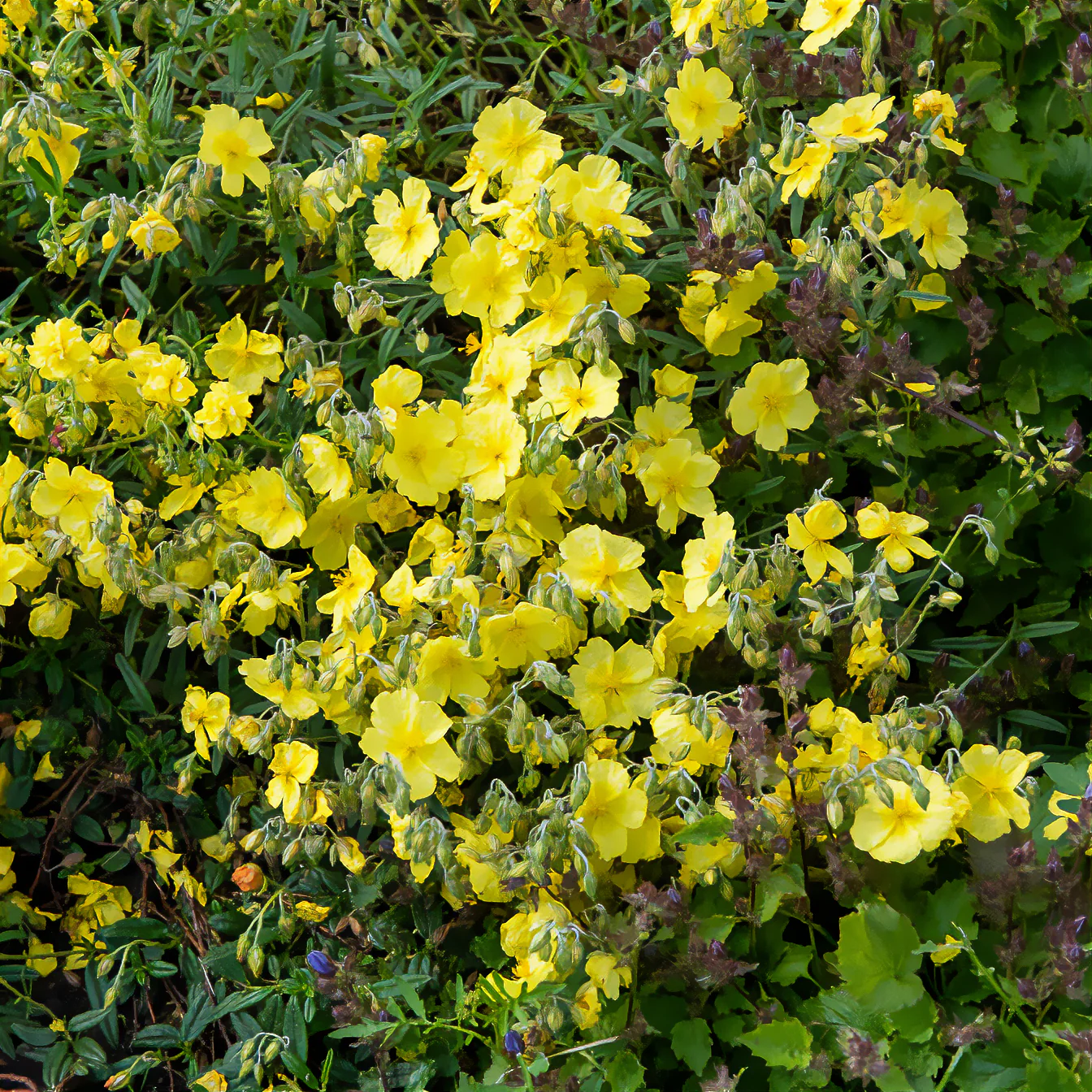 Hélianthème Golden Queen