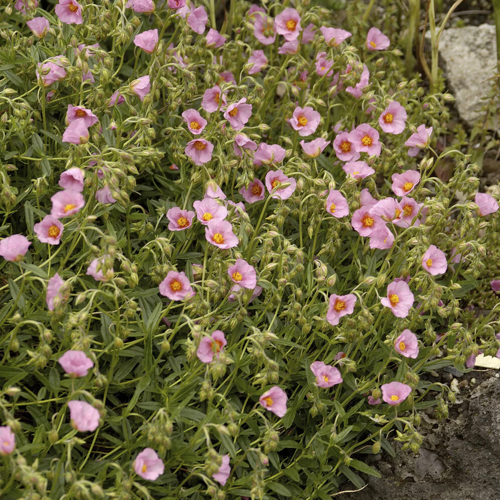 Hélianthème Lawrenson's Pink