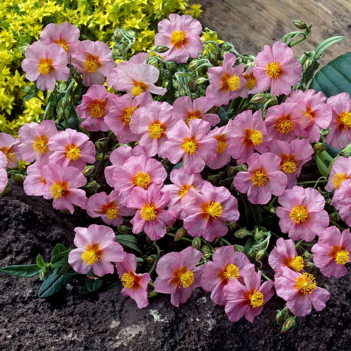 Hélianthème Lawrenson's Pink - Image 2