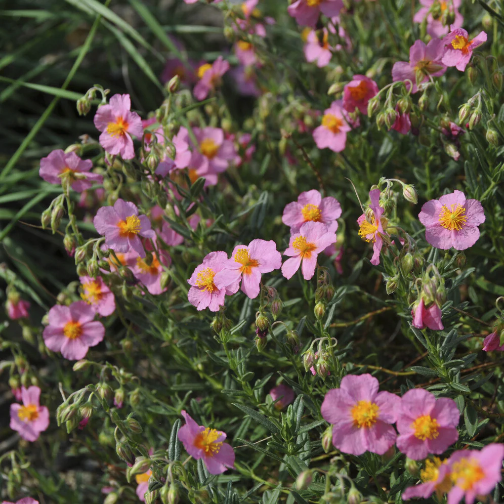 Hélianthème Lawrenson's Pink - Image 4