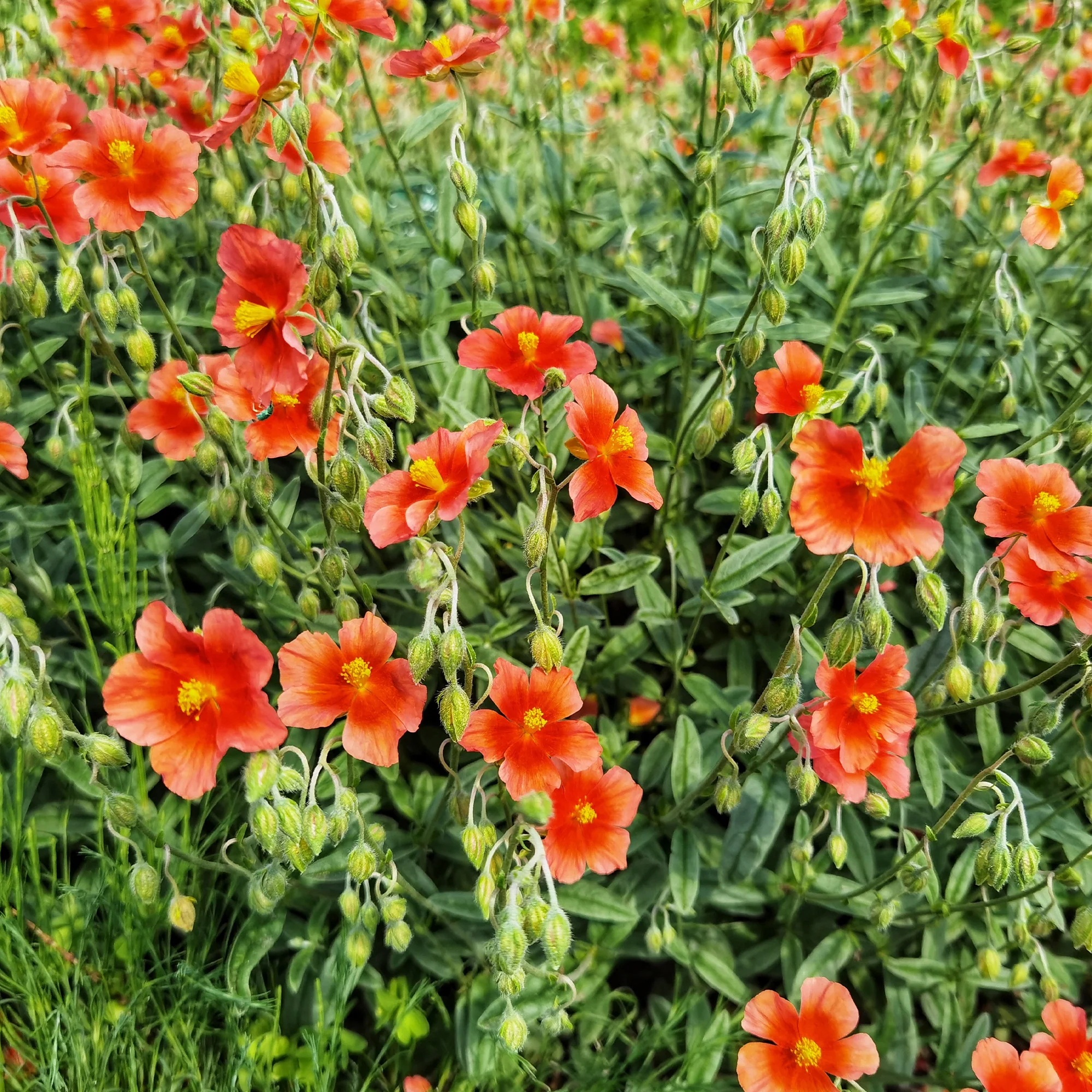 Hélianthème rouge