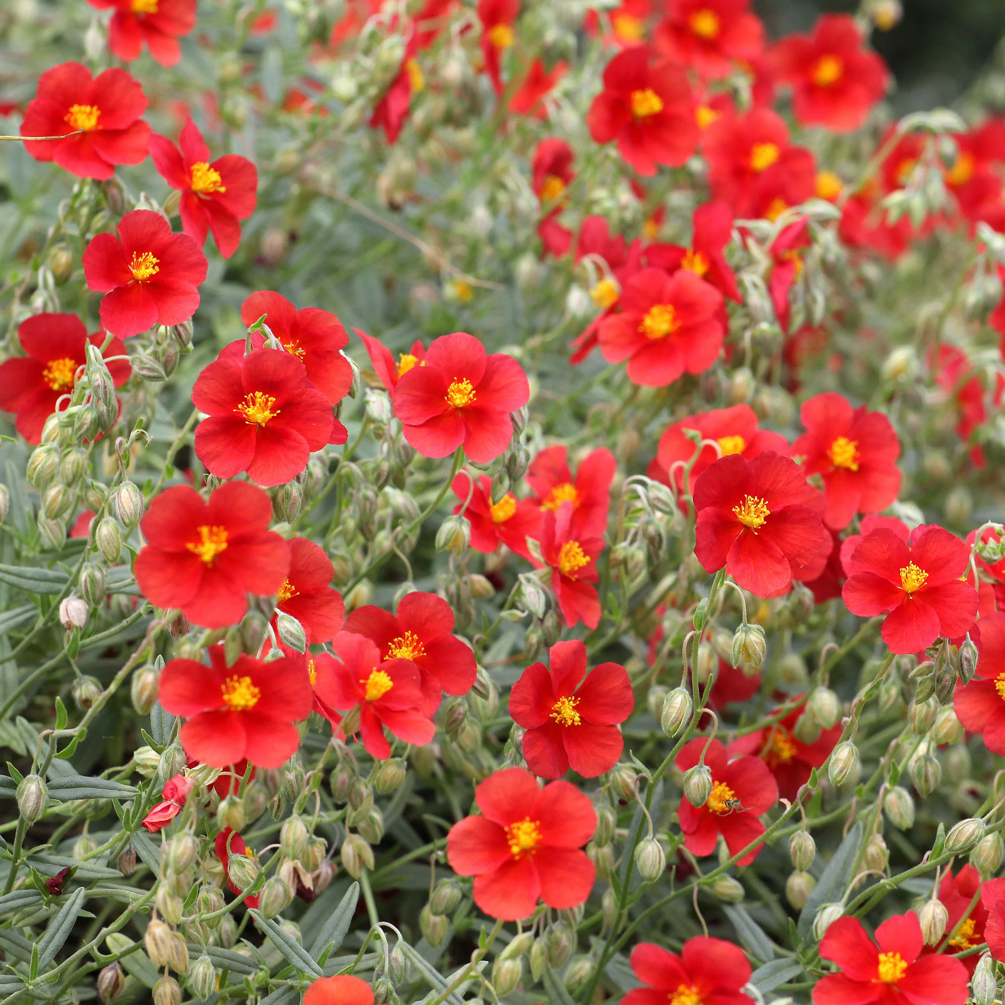 Hélianthème rouge - Image 2