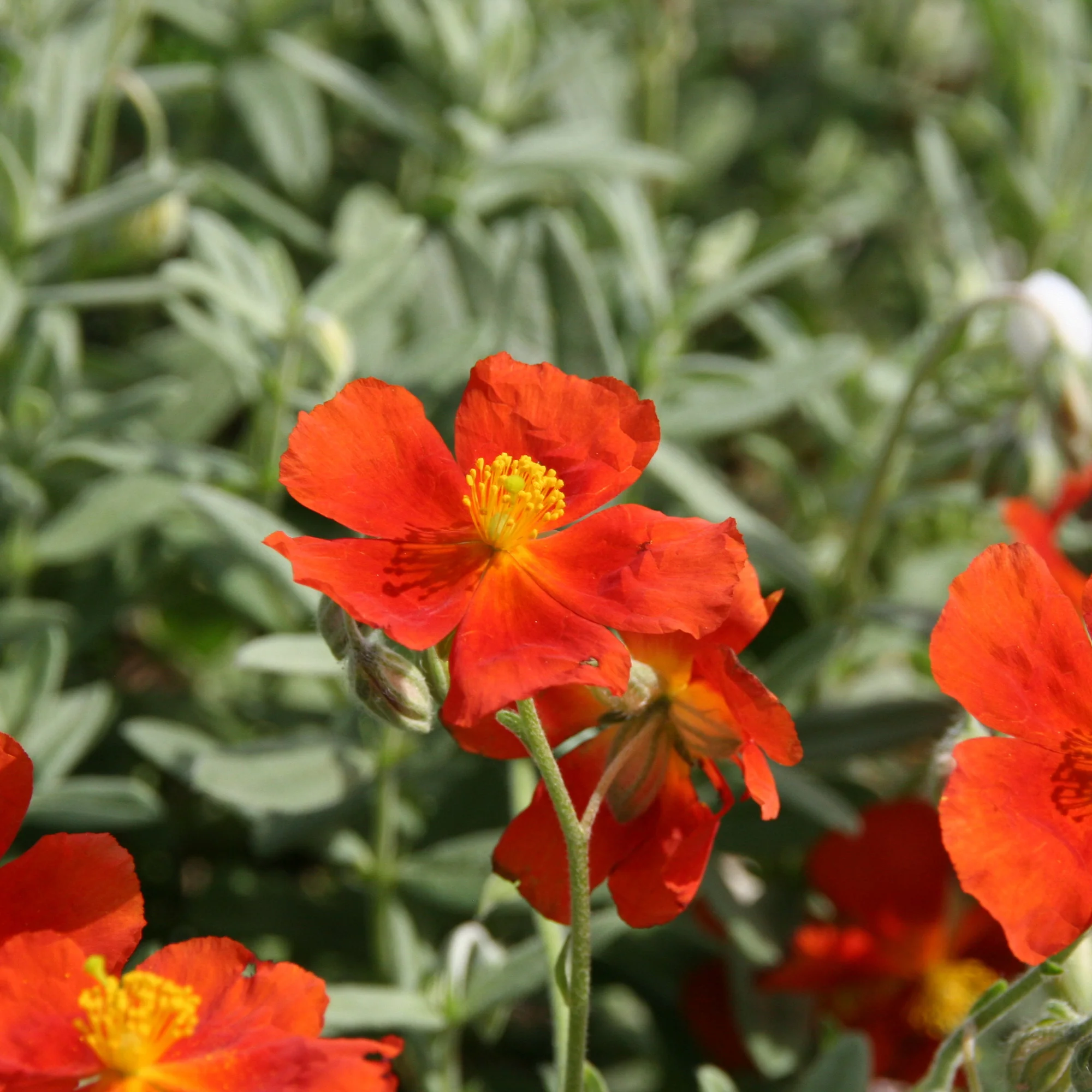 Hélianthème Tomato Red - Image 3