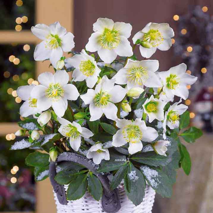 Héllébore de Noel et son pot de Noël - Image 5