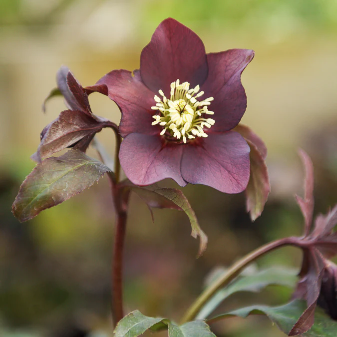 Hellébore d'Orient Black