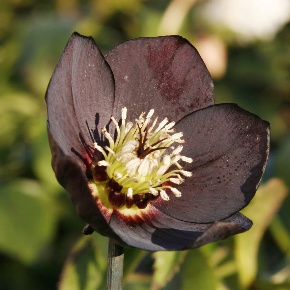 Hellébore d'Orient Black - Image 2