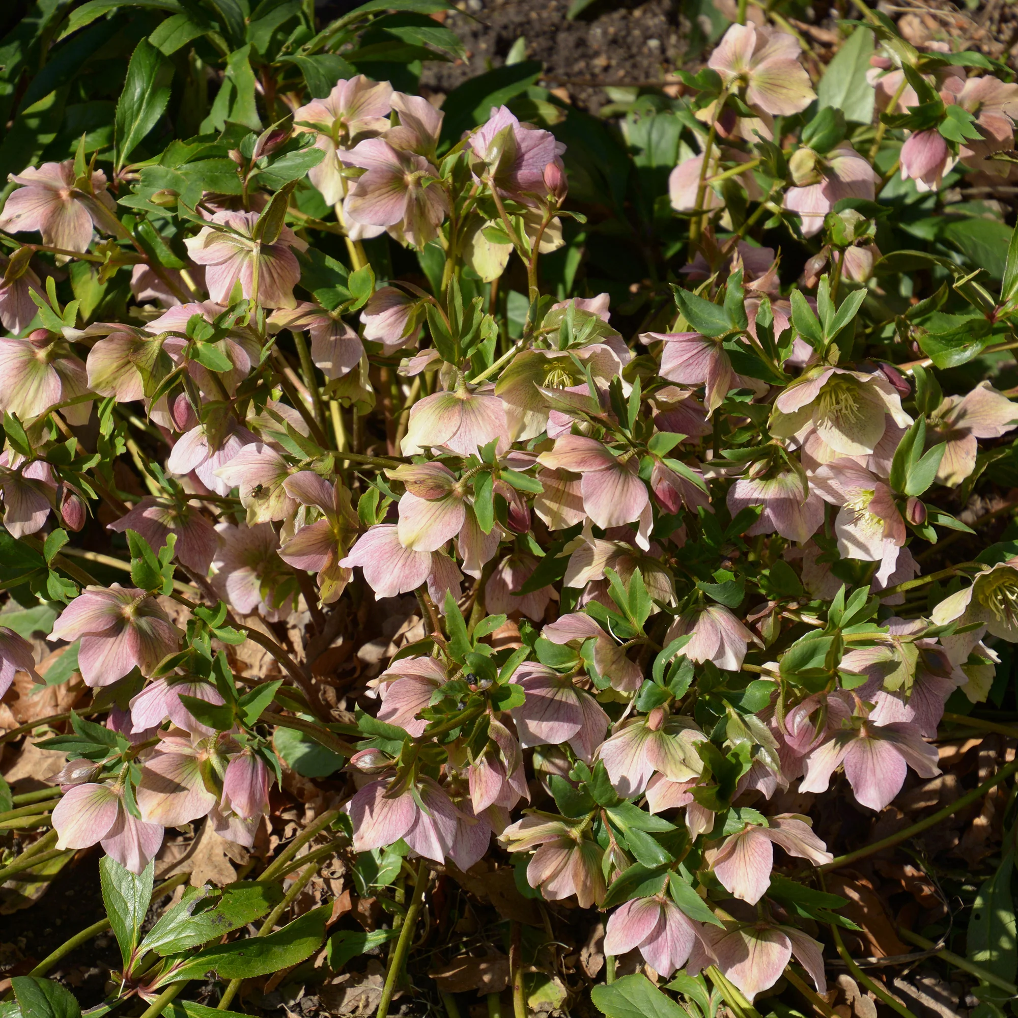 Héllébore d'Orient Pink Lady - Image 2
