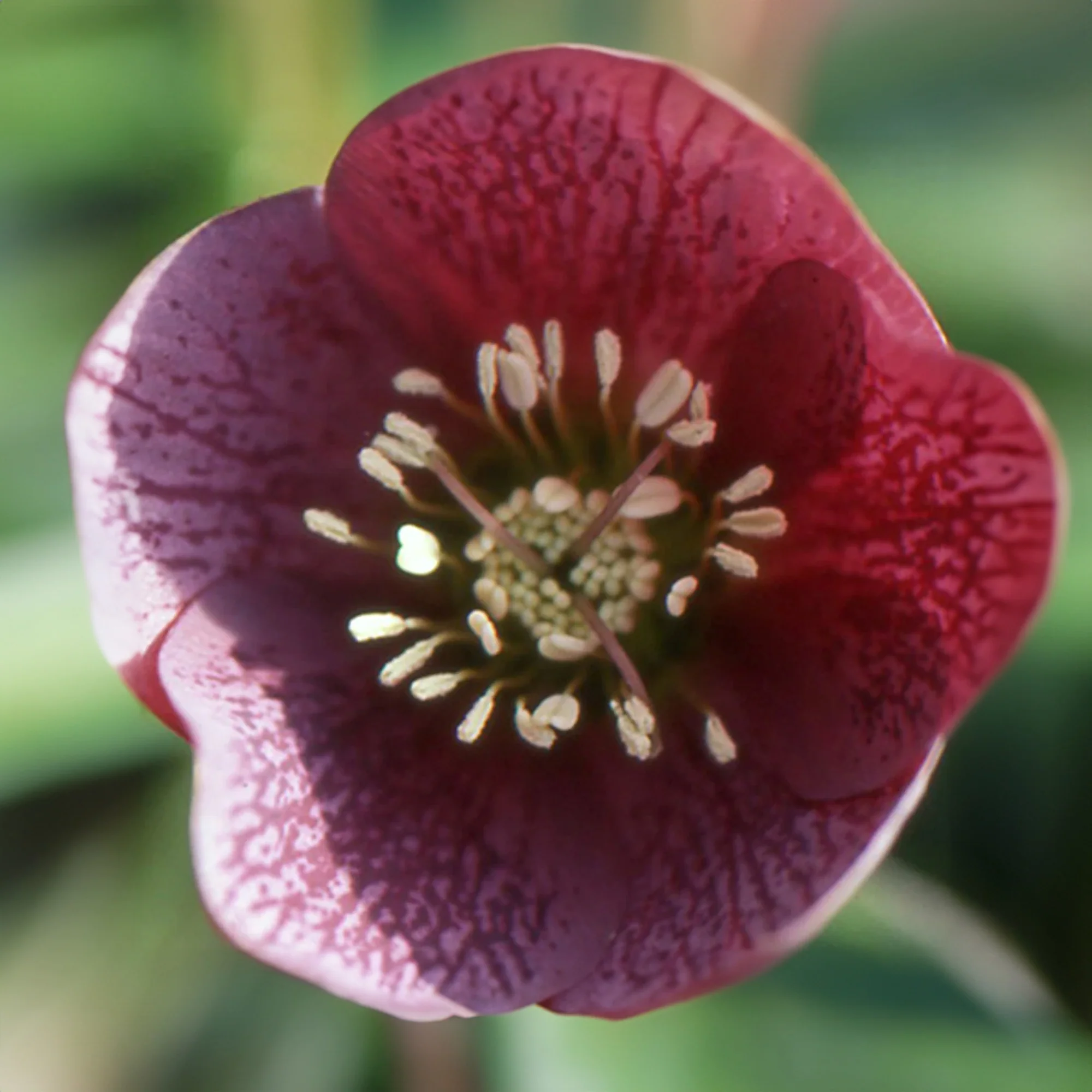 Hellébore d'Orient Red Hybrids - Image 2