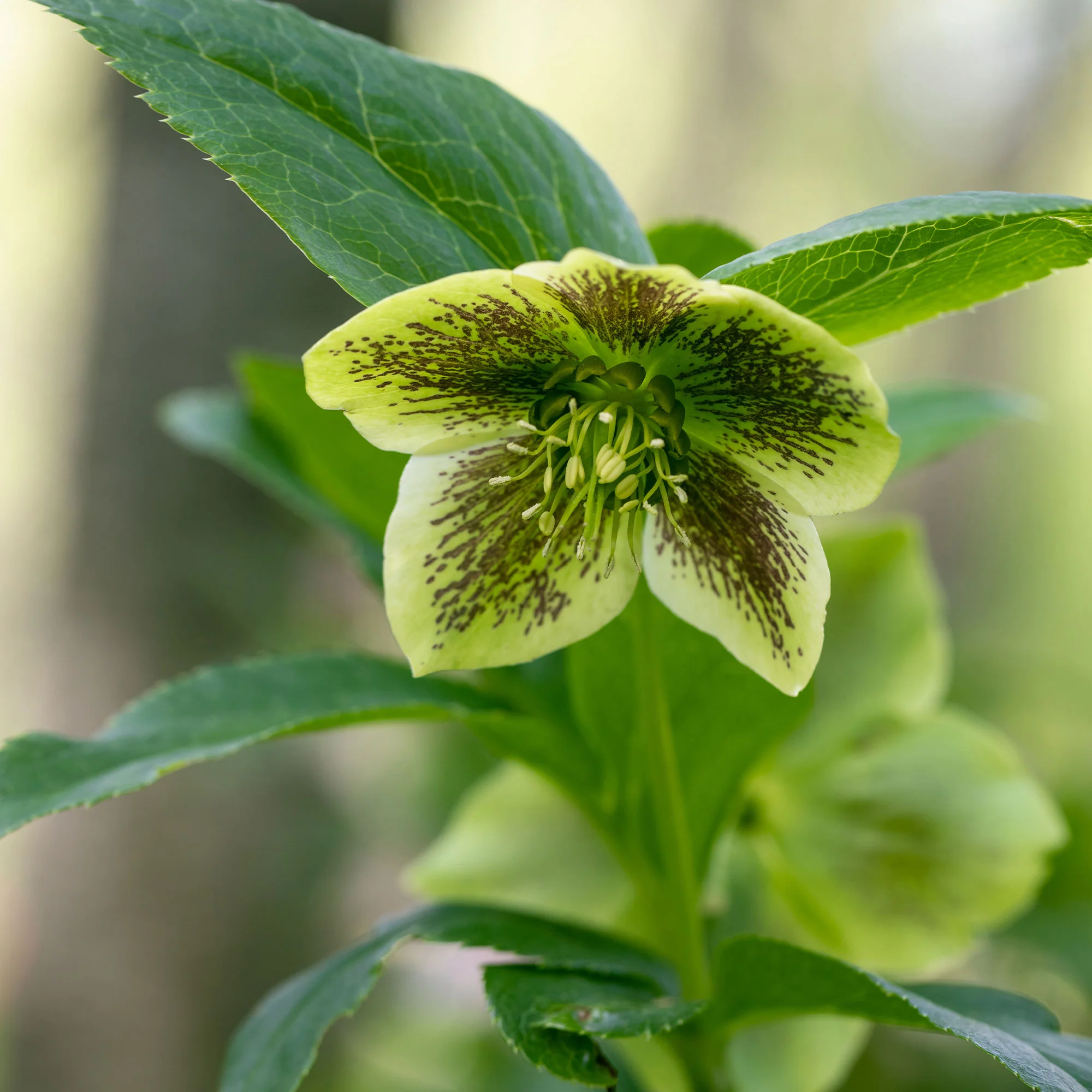 Hellébore d'Orient vert-moucheté - Image 4