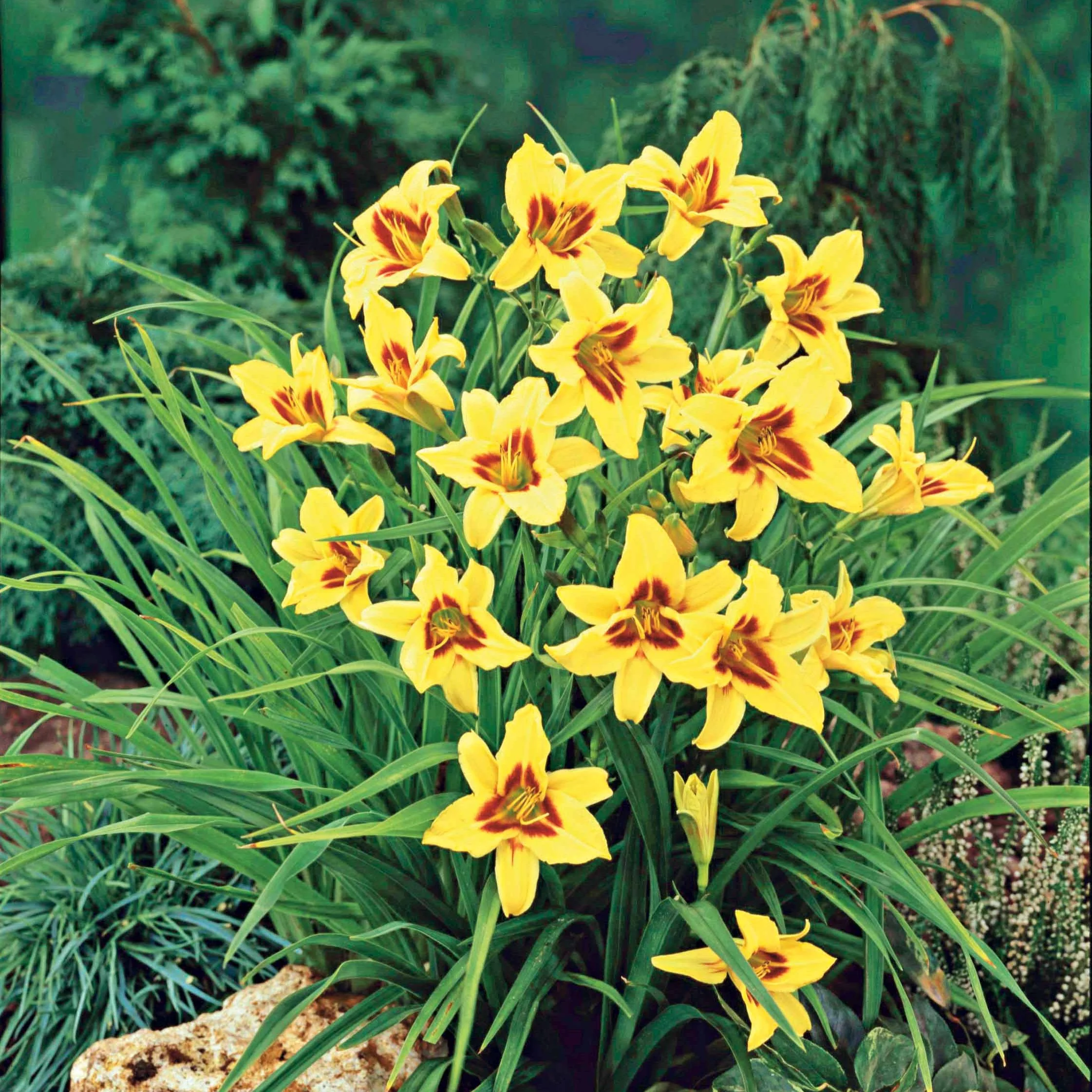 Hémérocalle Bonanza - Image 3