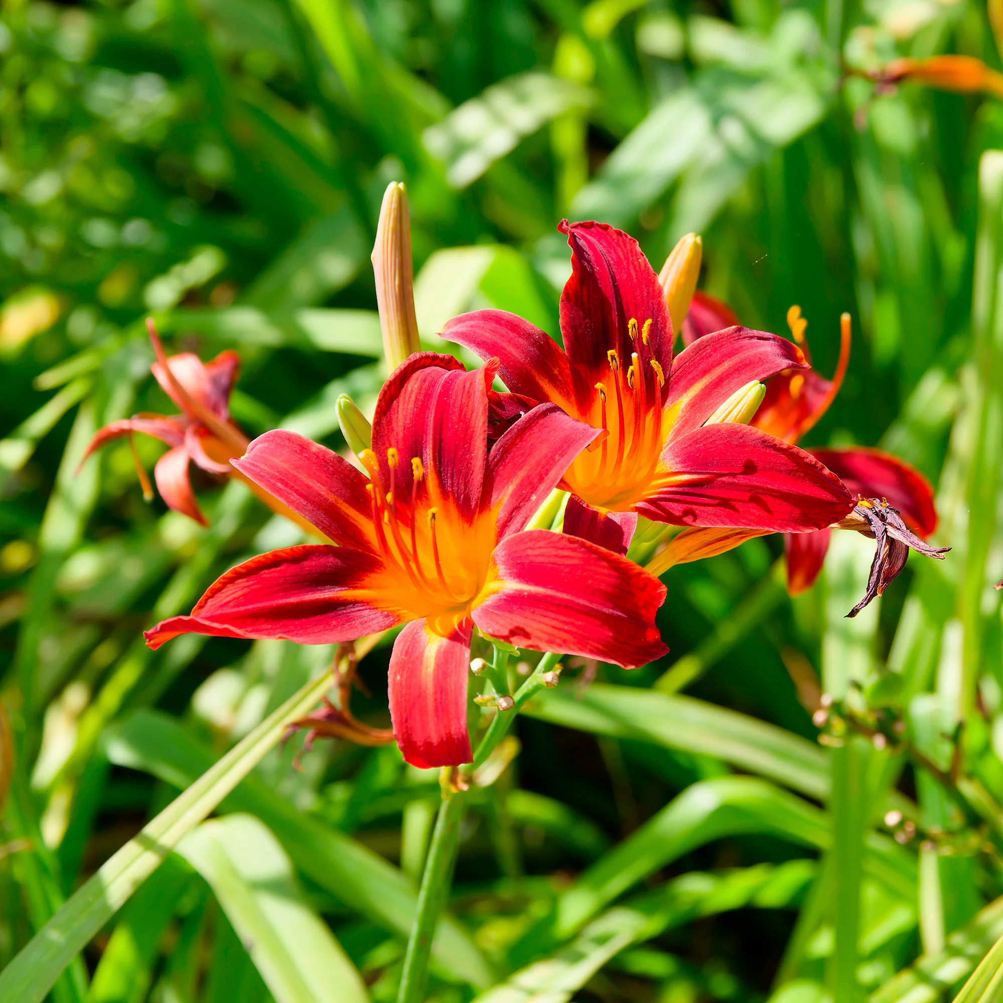 Hémérocalle Crimson Pirate