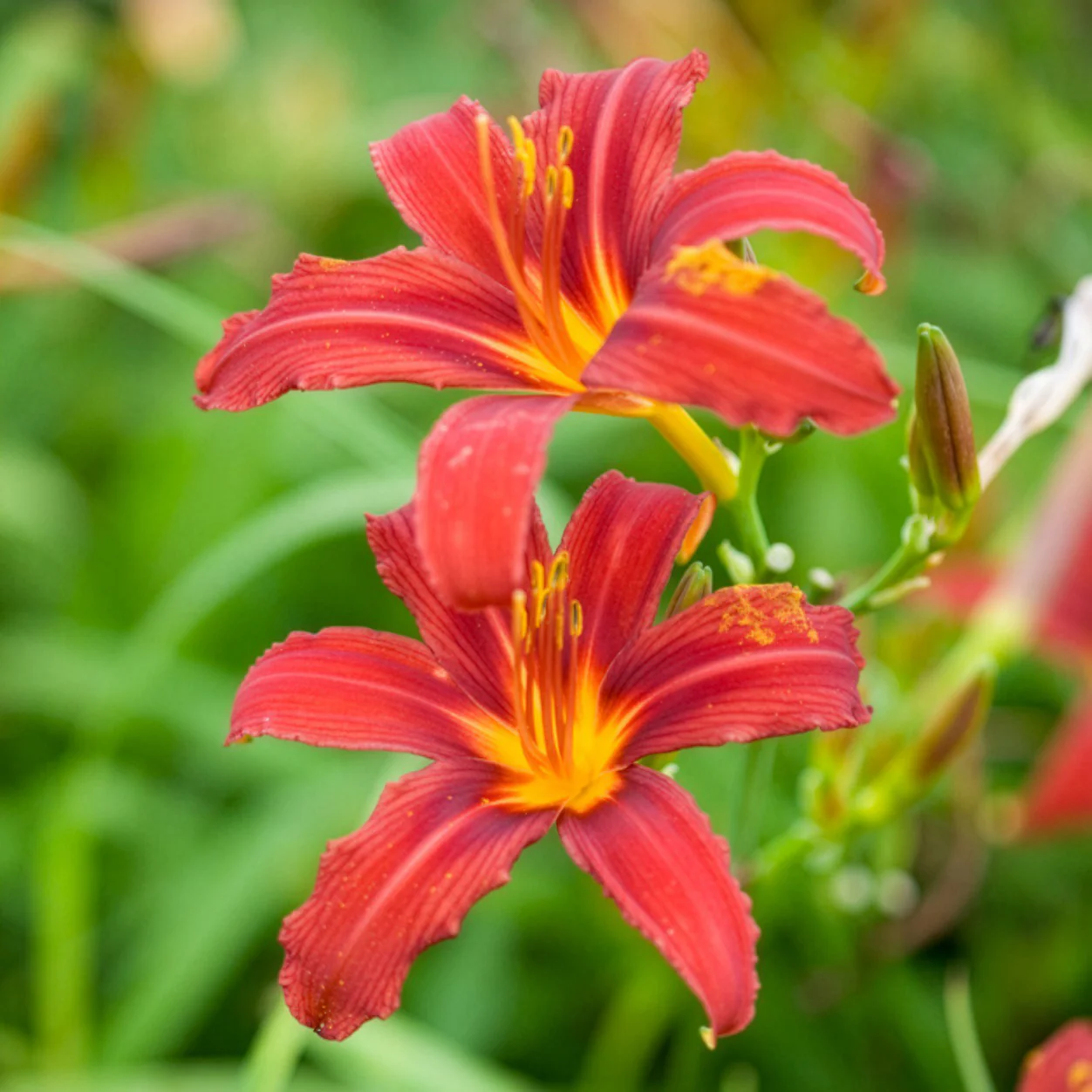 Hémérocalle Crimson Pirate - Image 6