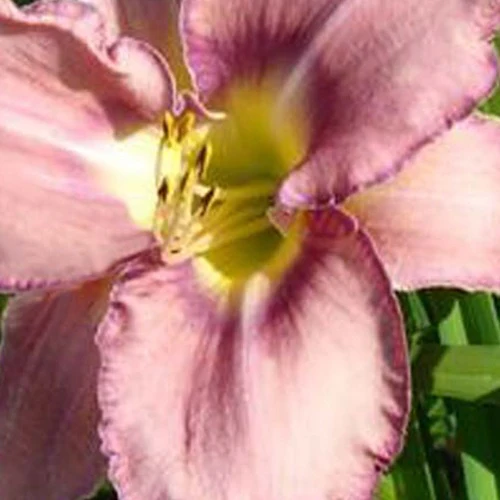 Hémérocalle Mildred Mitchell