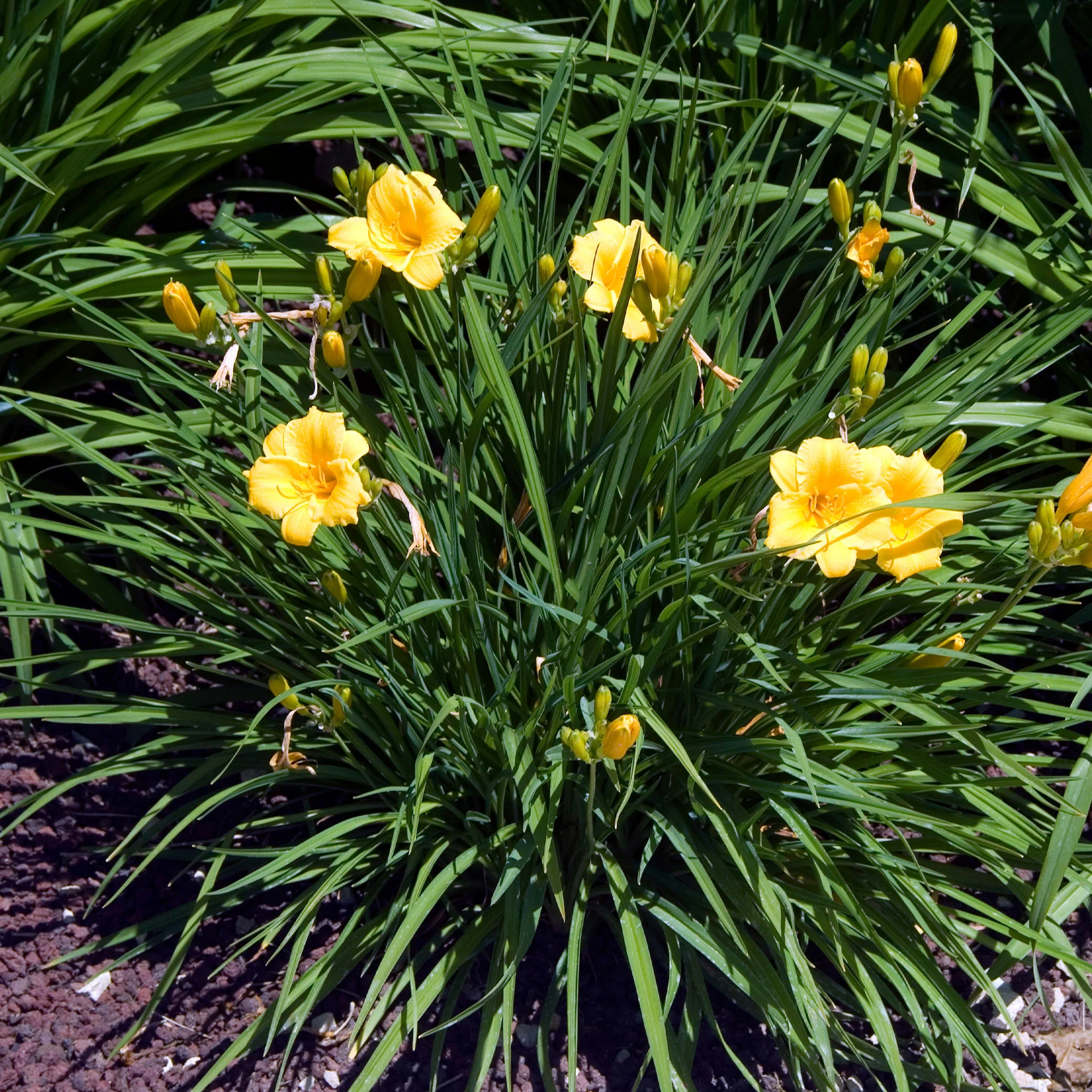 Hémérocalle Stella de Oro - Image 4