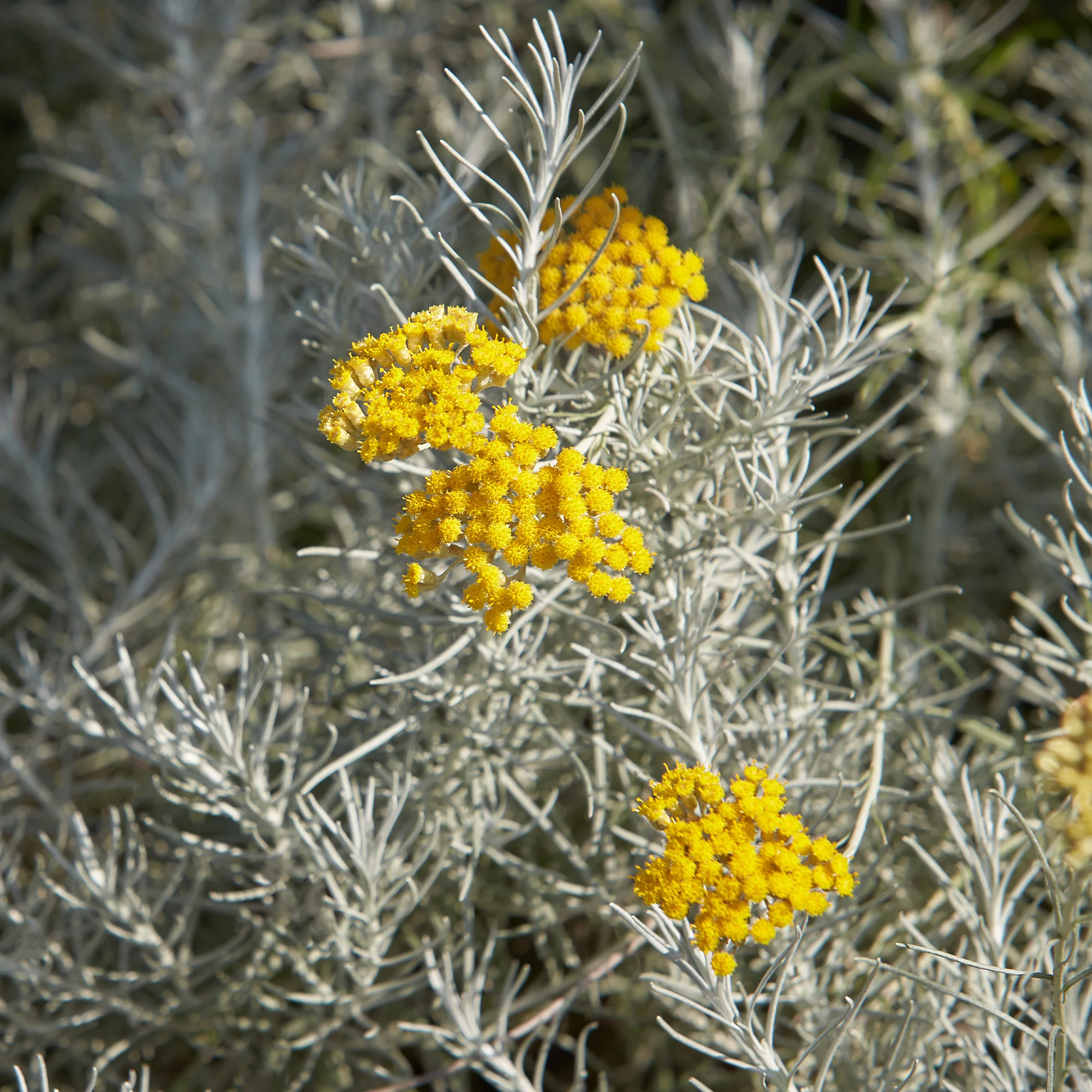 Herbe à curry Aladin - Immortelle de Corse