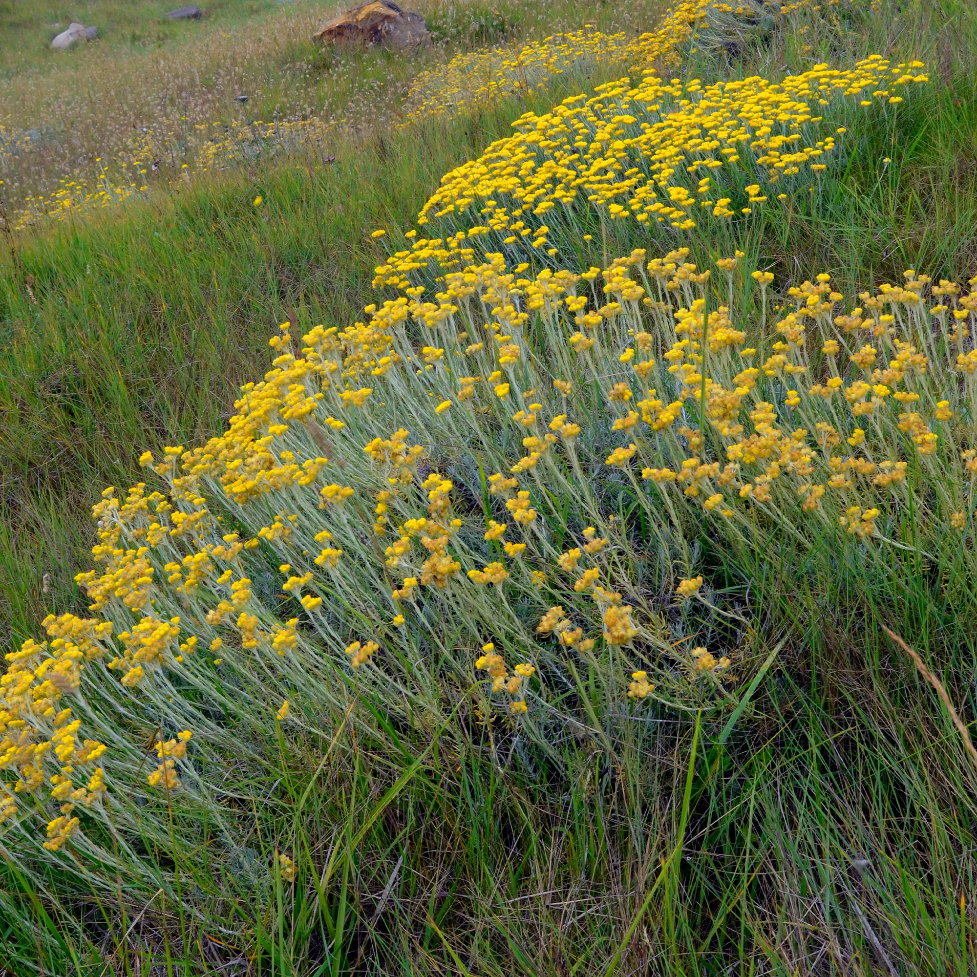 Herbe à curry - Immortelle des dunes - Image 2