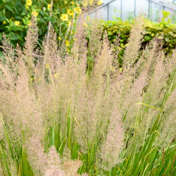 Herbe aux diamants