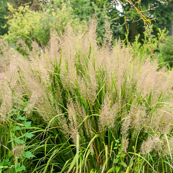 Herbe aux diamants - Image 2