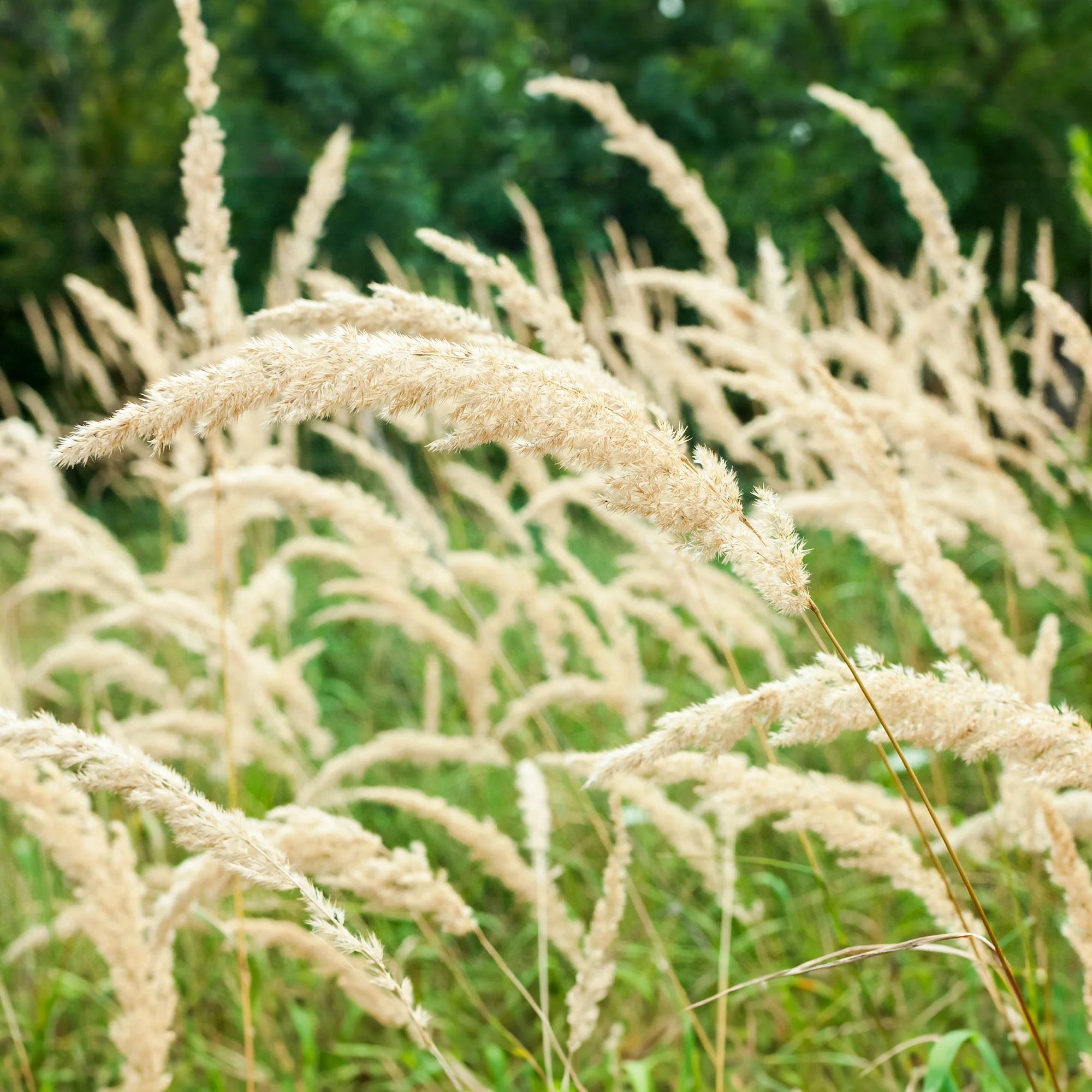 Herbe aux diamants - Image 3
