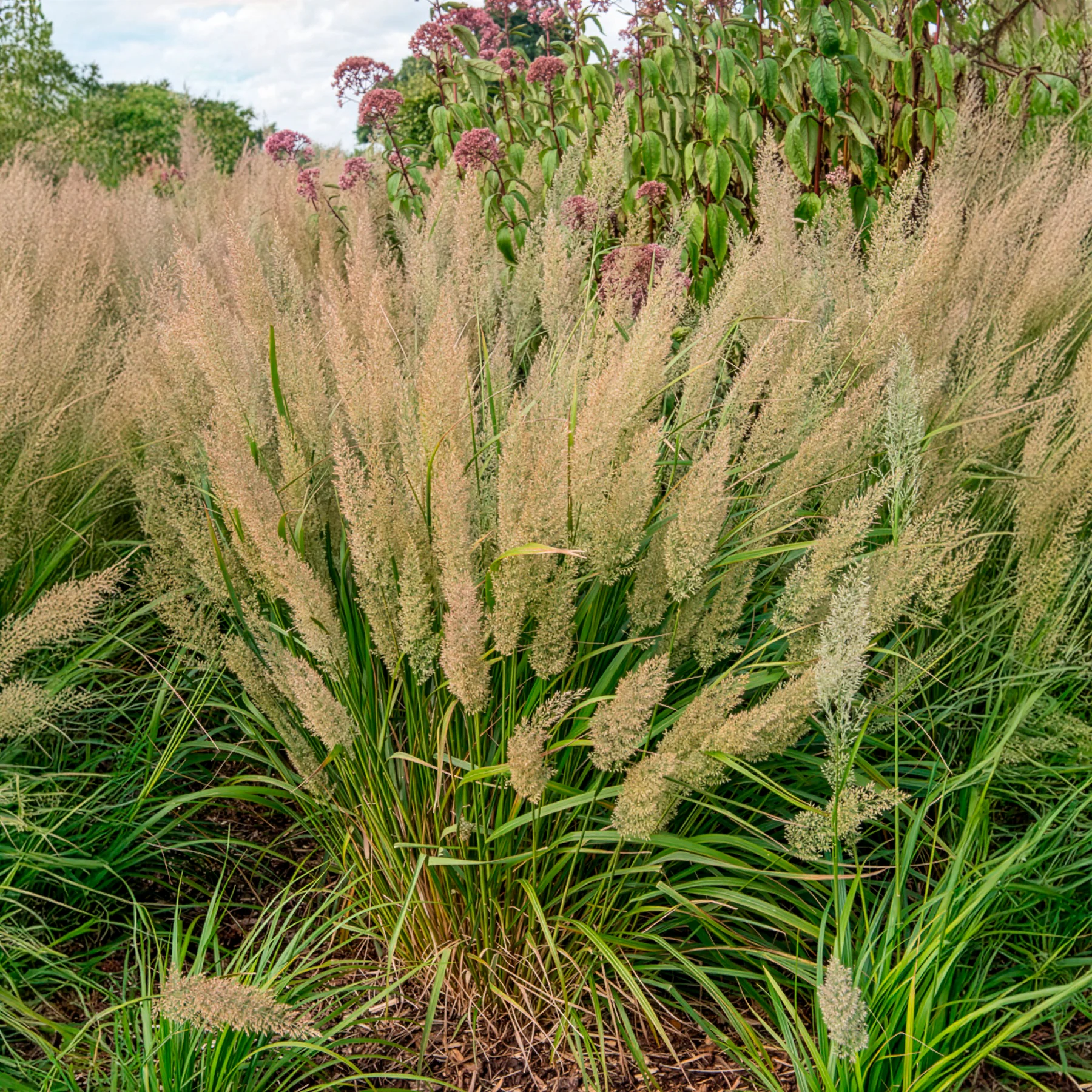 Herbe aux diamants - Image 4