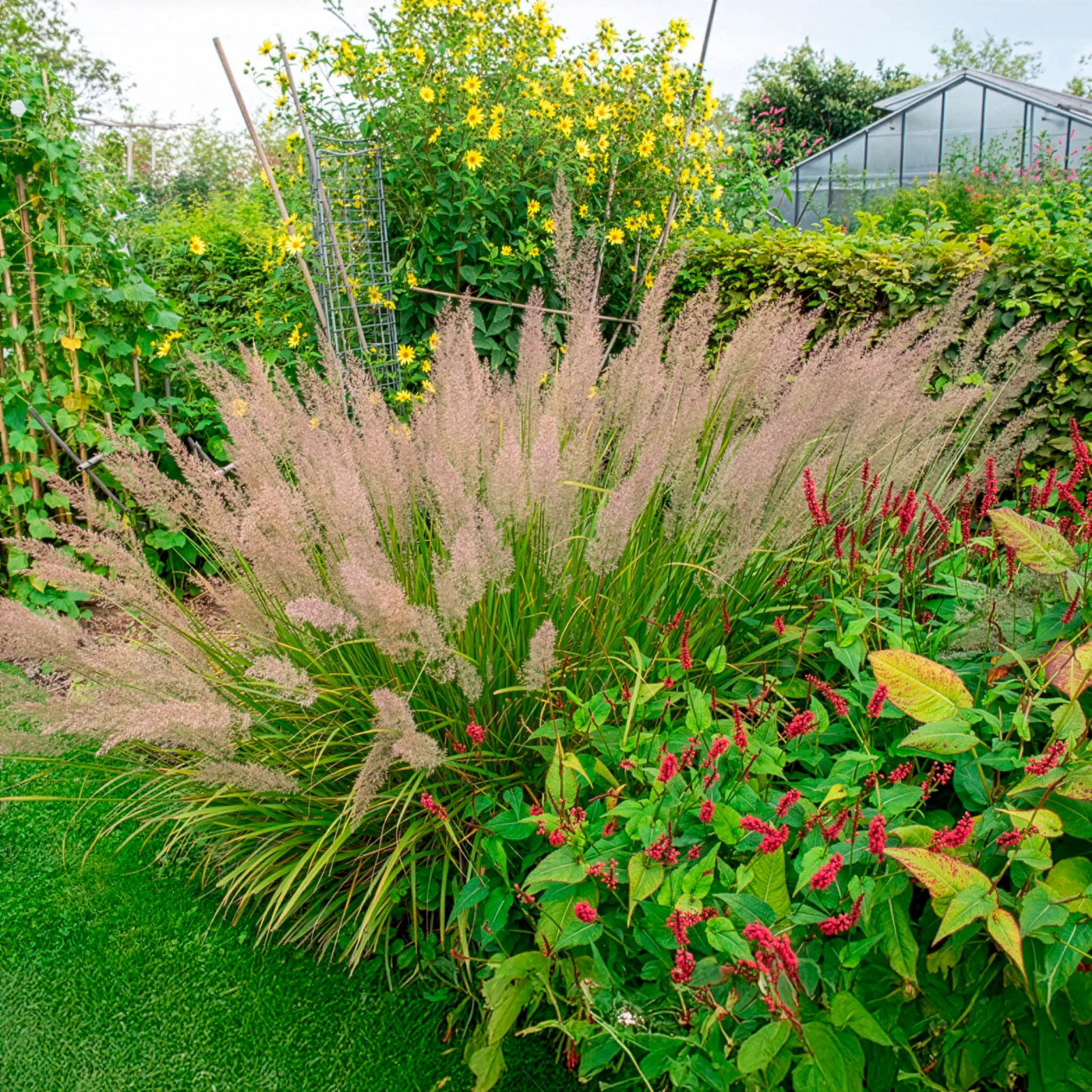 Herbe aux diamants - Image 5