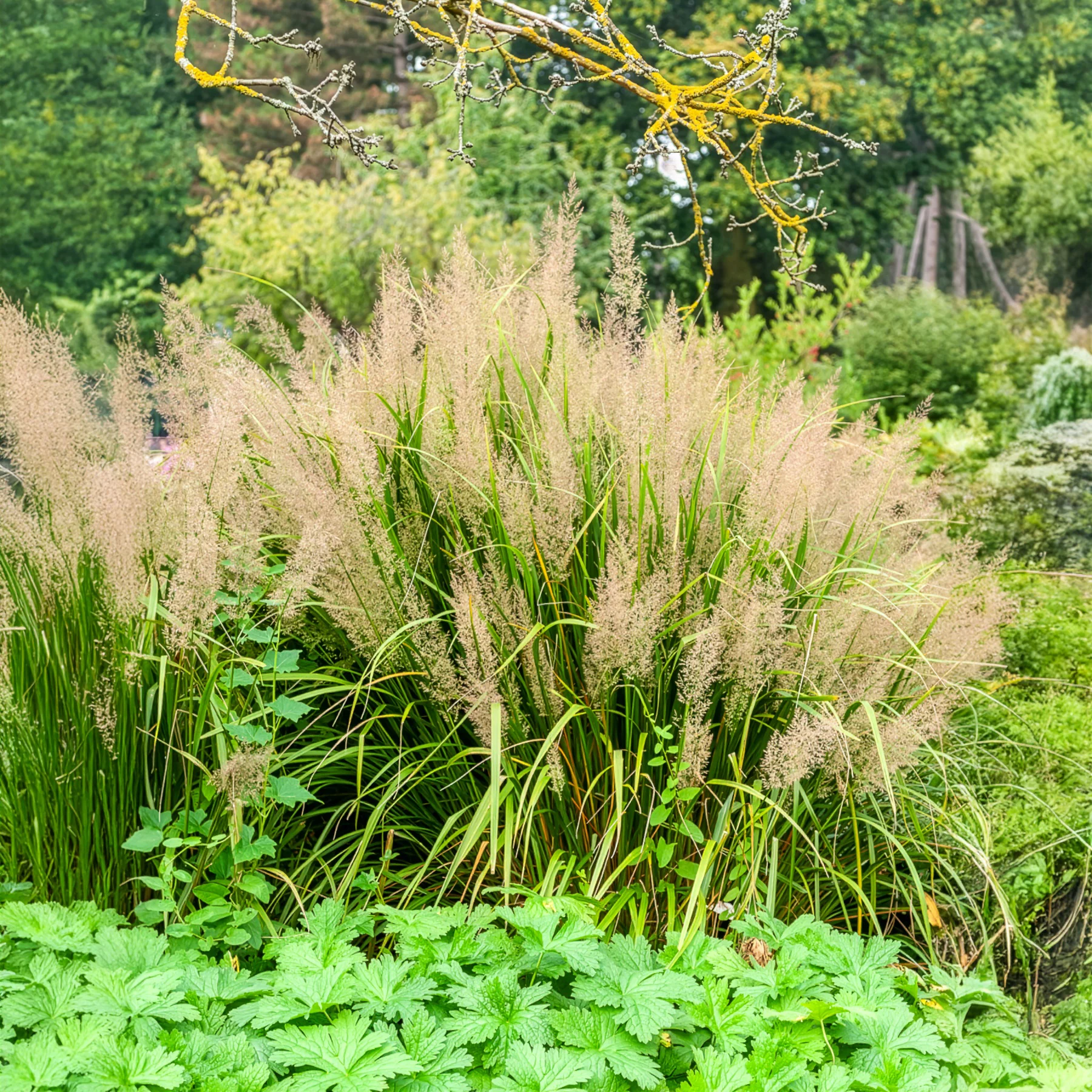 Herbe aux diamants - Image 6
