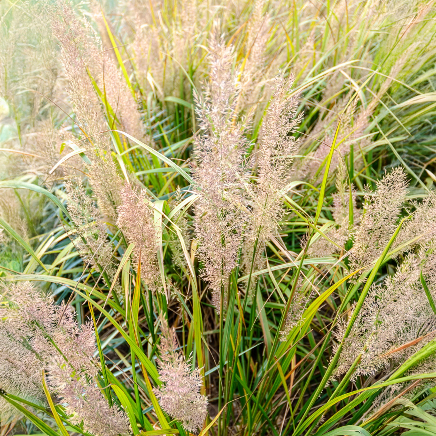 Herbe aux diamants - Image 7