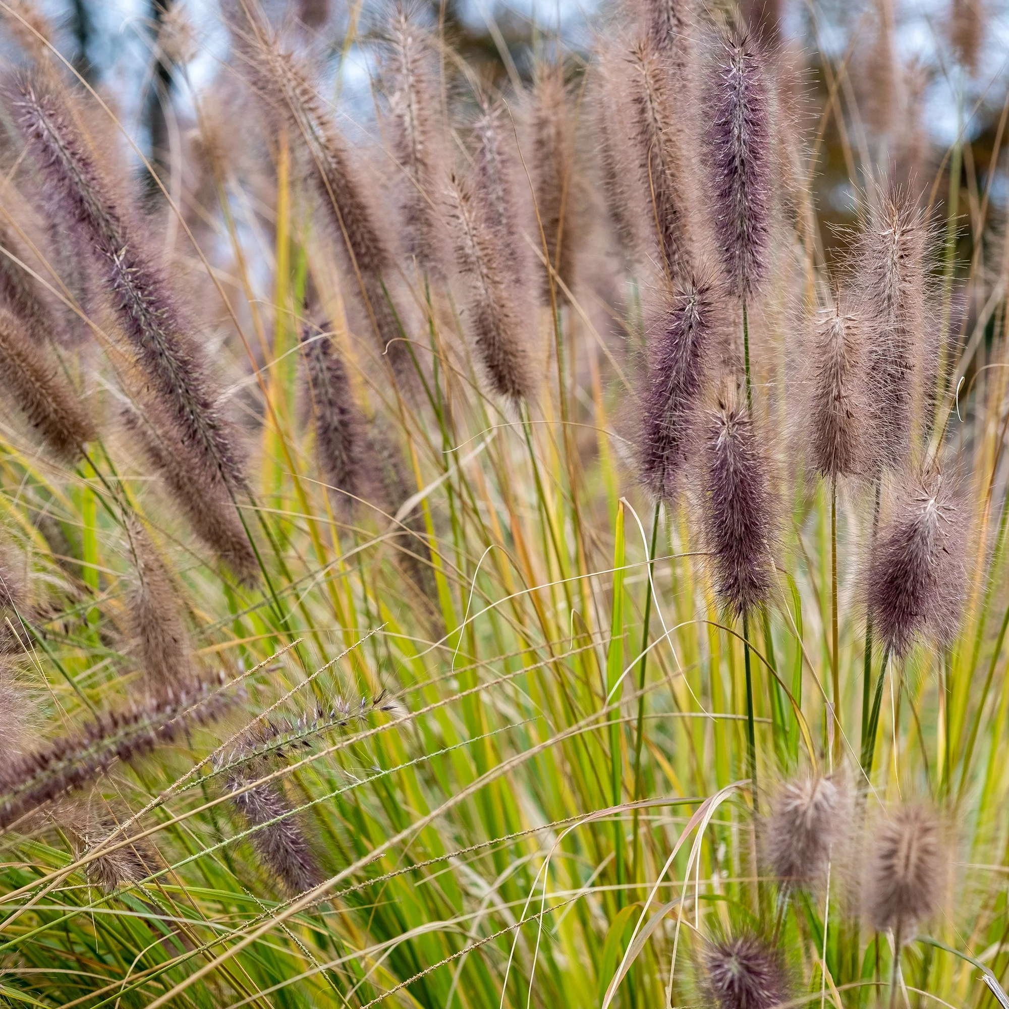 Herbe aux écouvillons Black Beauty - Pennisetum