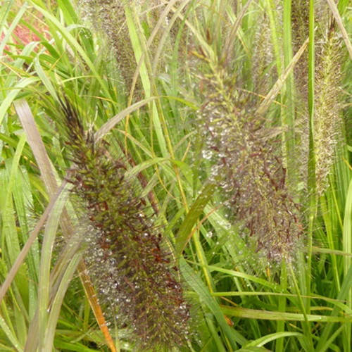 Herbe aux écouvillons Black Beauty - Pennisetum - Image 2