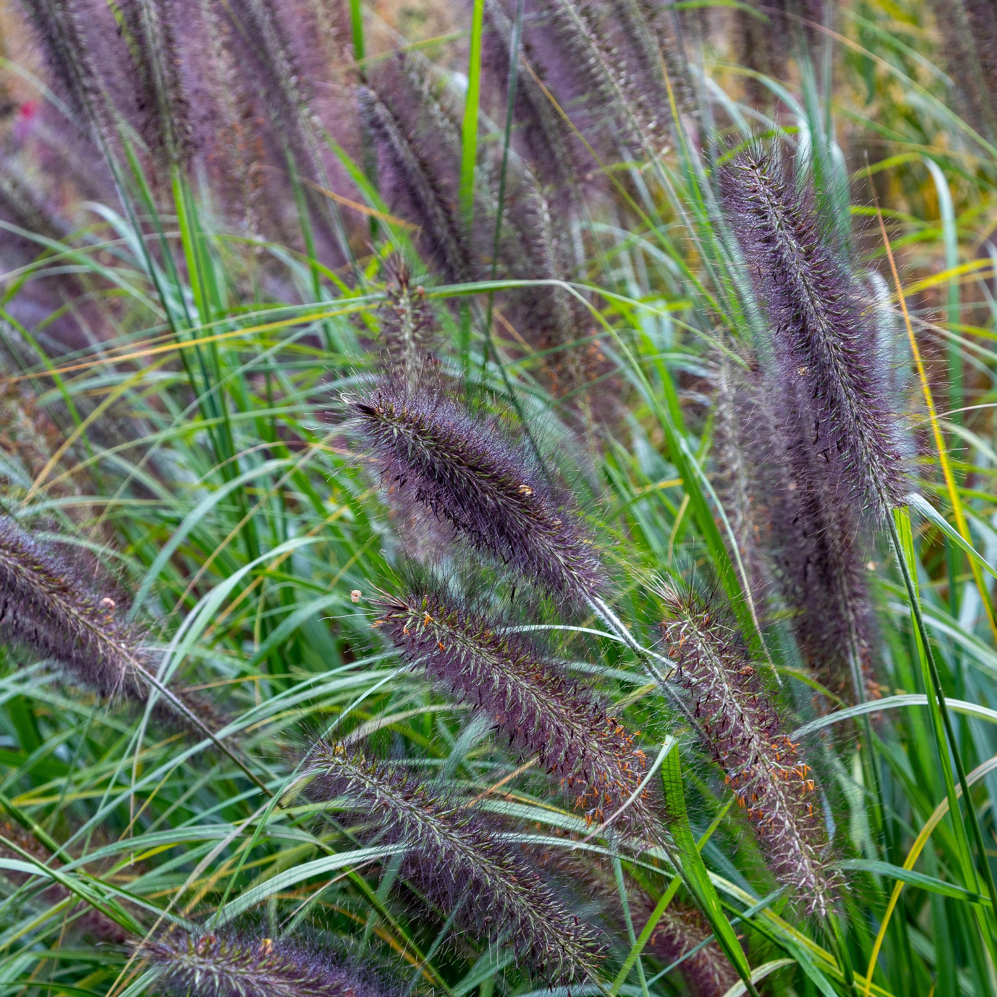 Herbe aux écouvillons Black Beauty - Pennisetum - Image 3