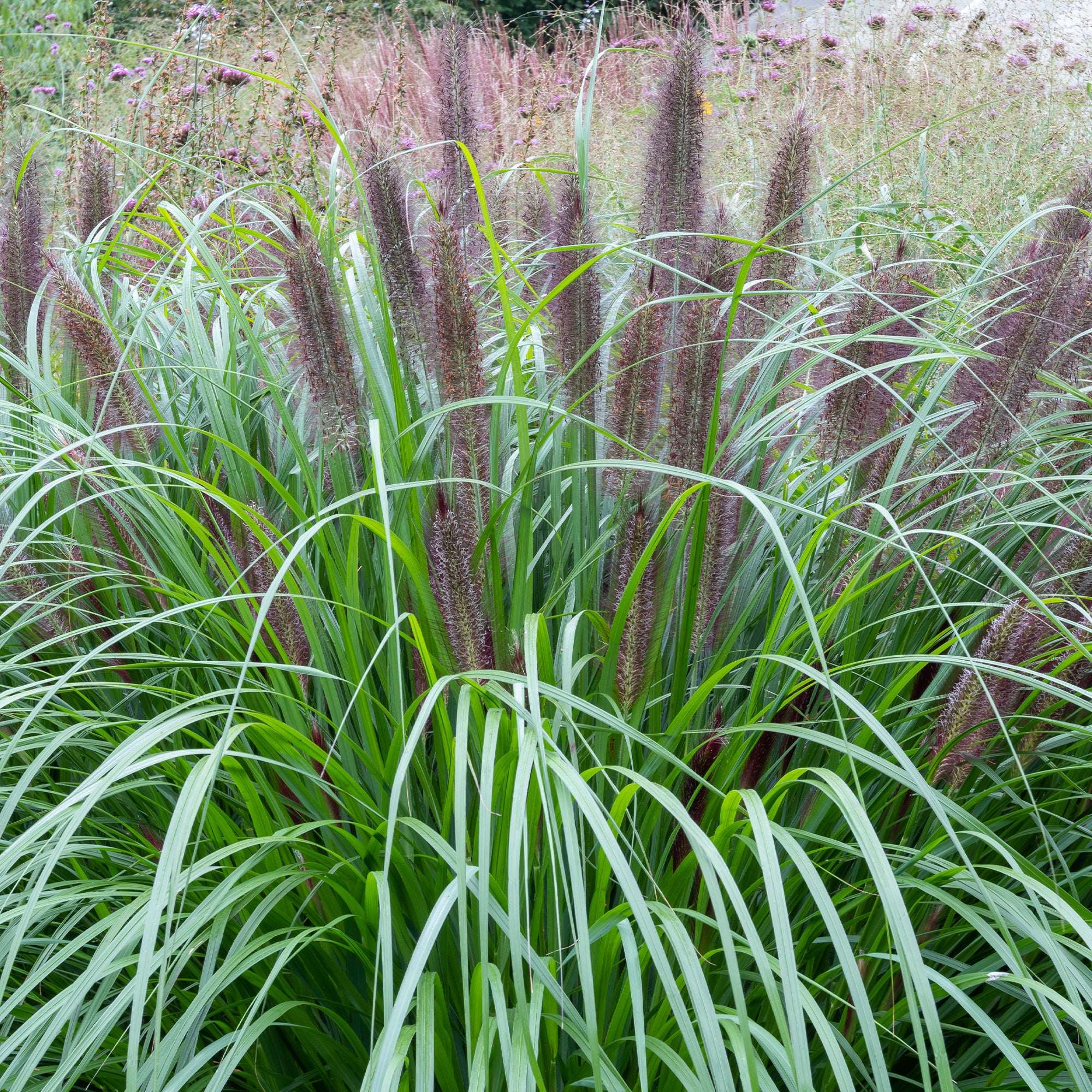 Herbe aux écouvillons Black Beauty - Pennisetum - Image 4